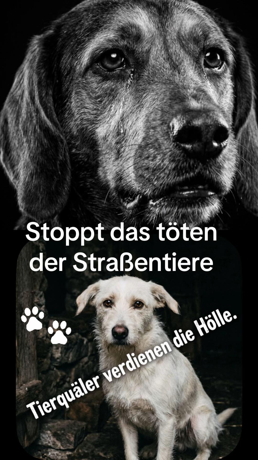@Lua Team🐈🐕🦺Löwenherz❤️🦁