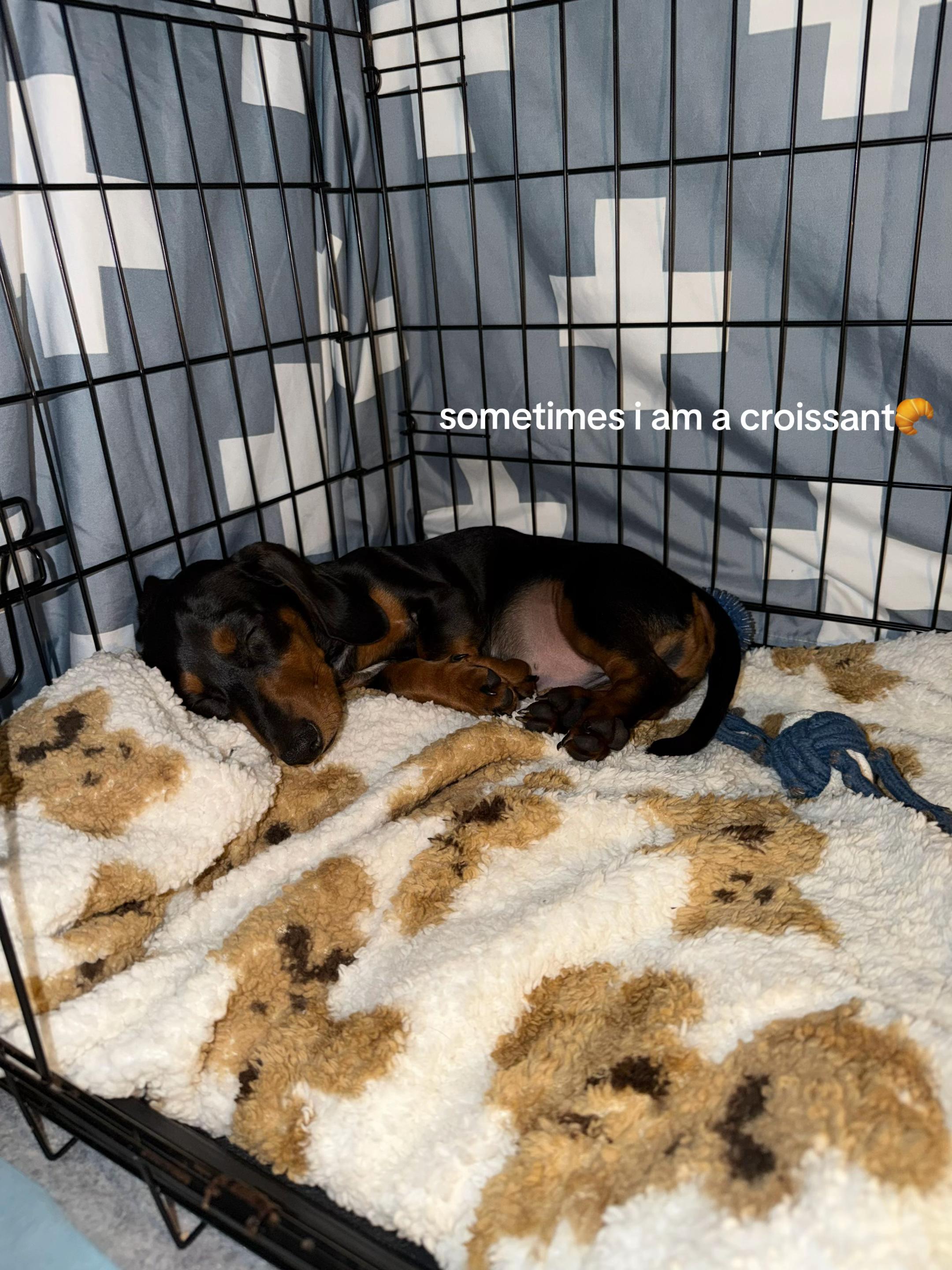@Nonativespeaker/Babe's mom🐾