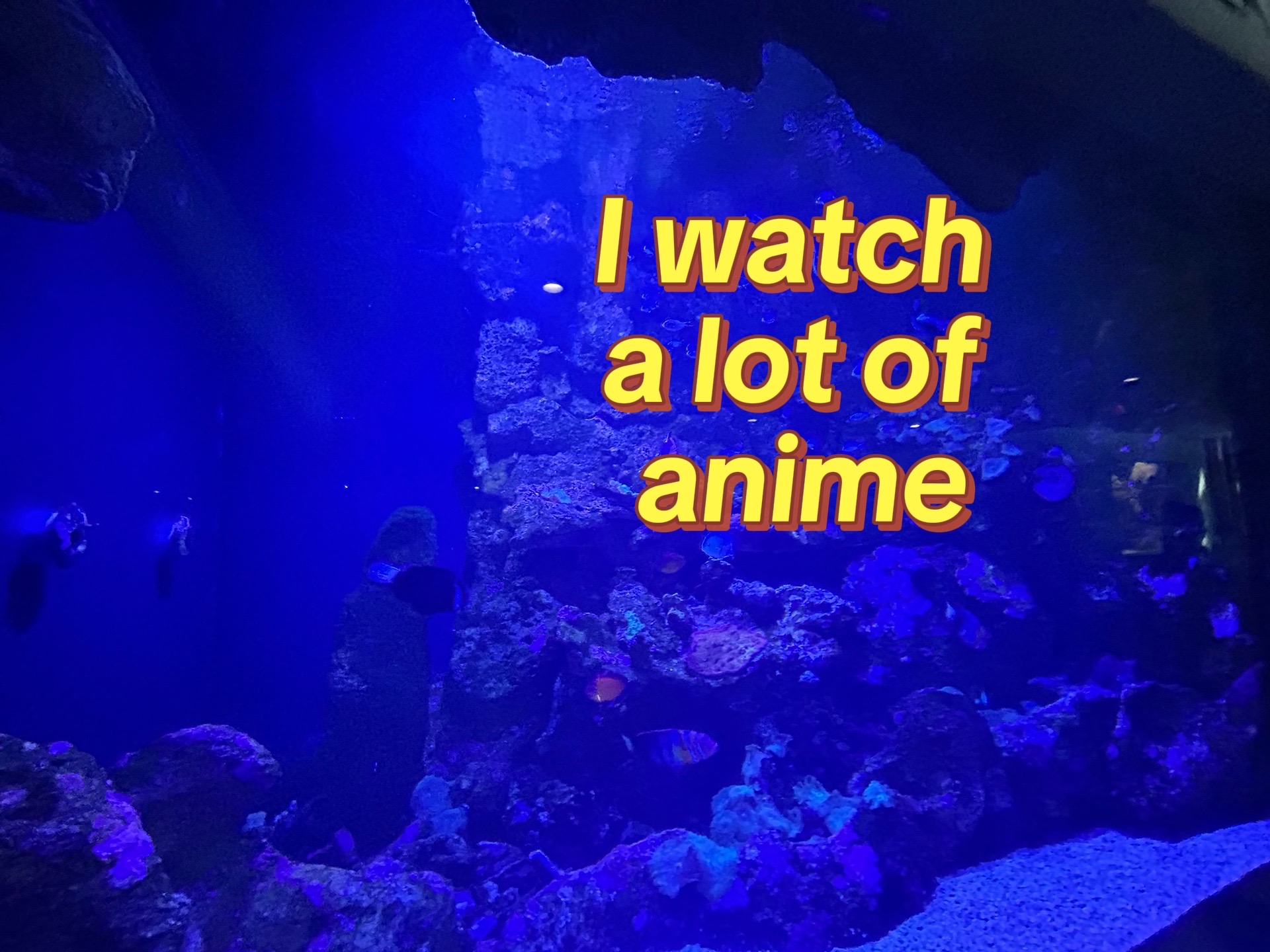 @≽^• ˕ • ྀི≼