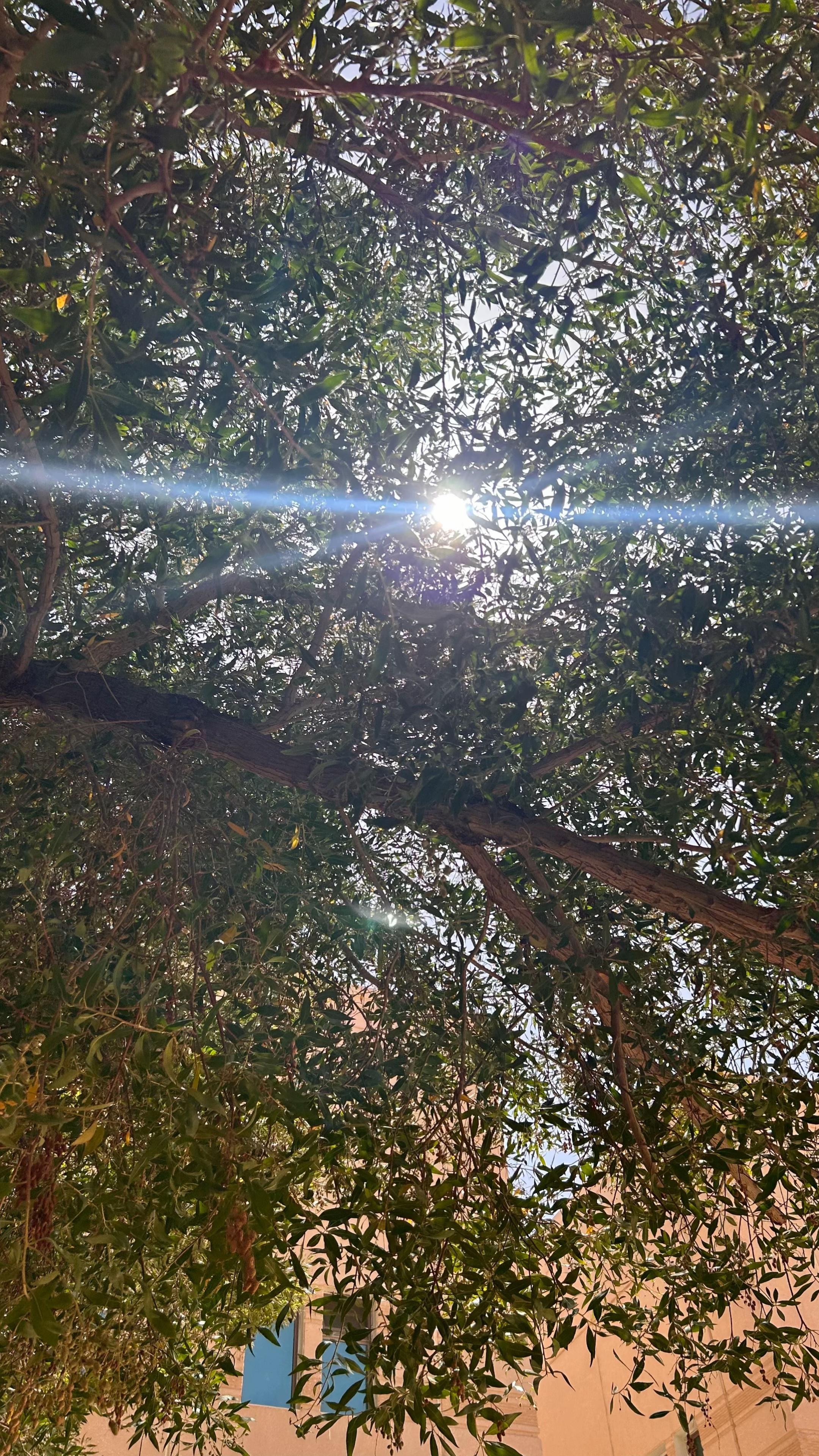 @توليَبه 🌷