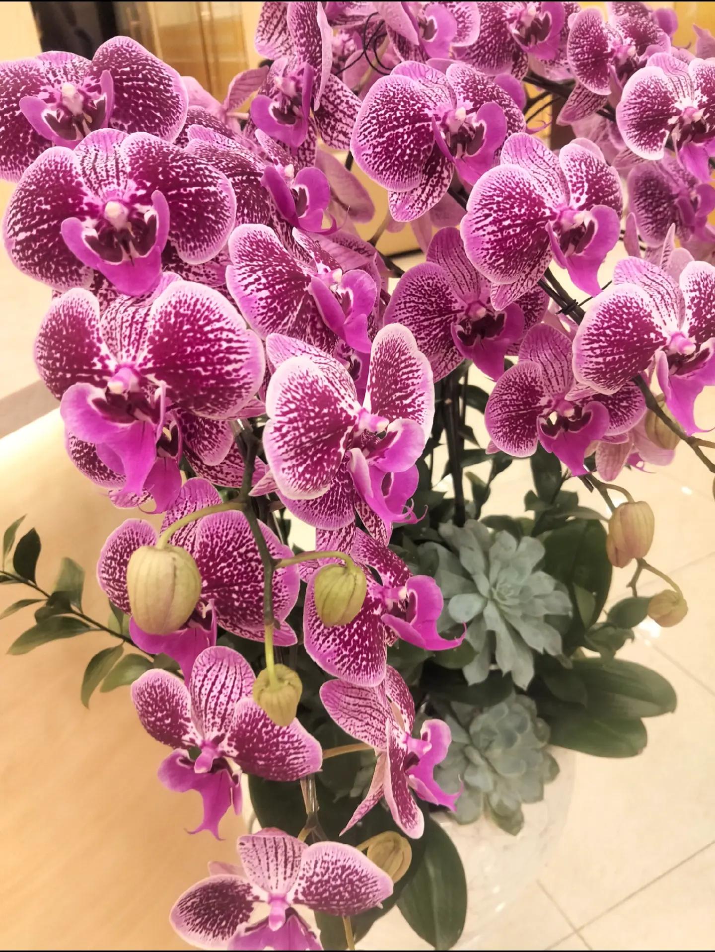 @AnaVietNam@