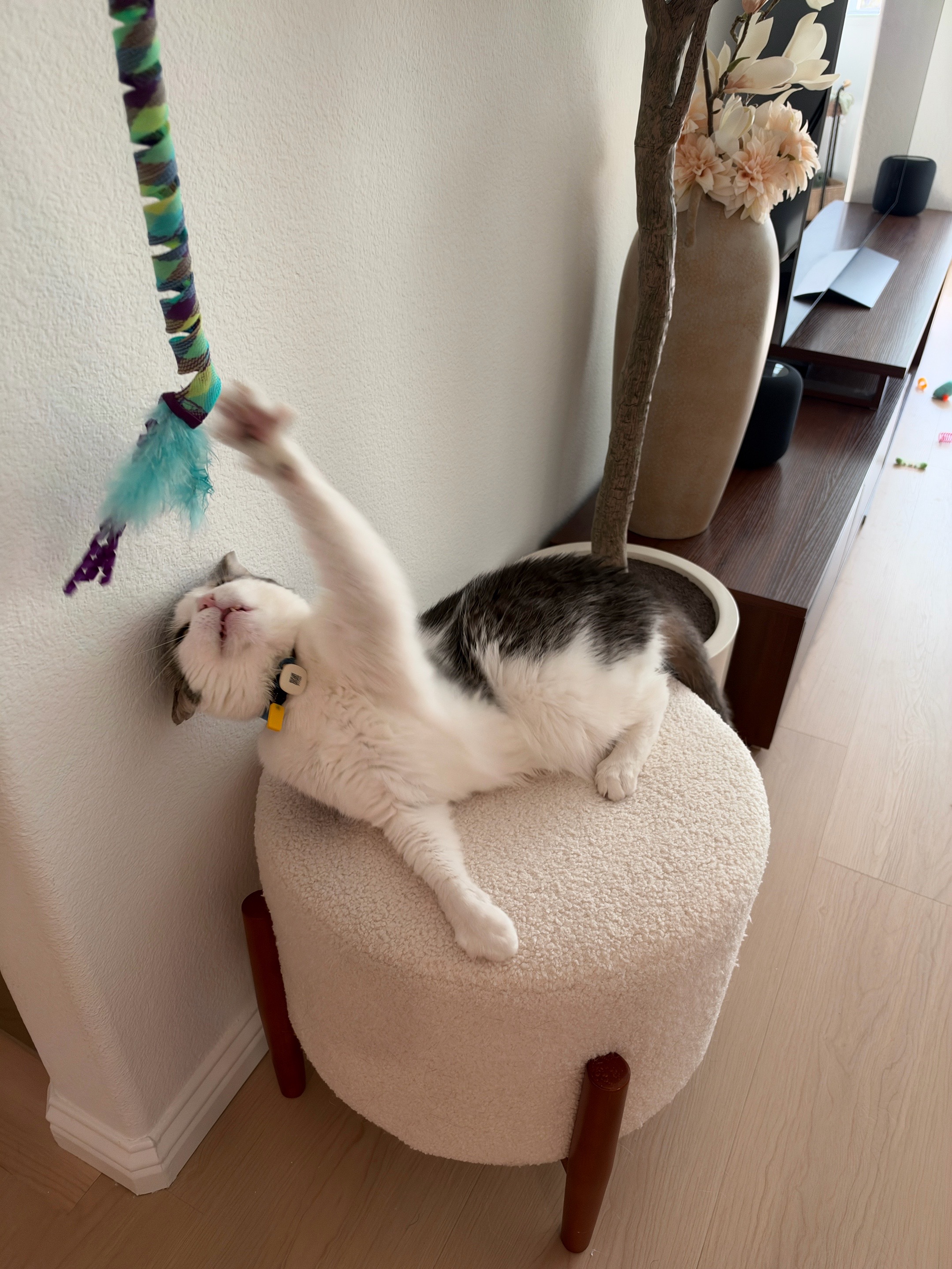 @Mimi Wawa Meow