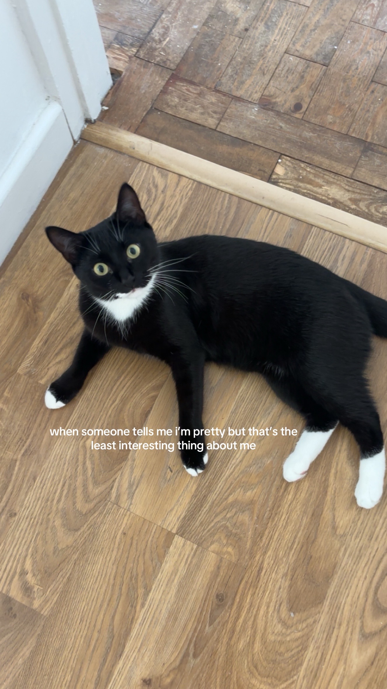 @frankiethetuxedocat_