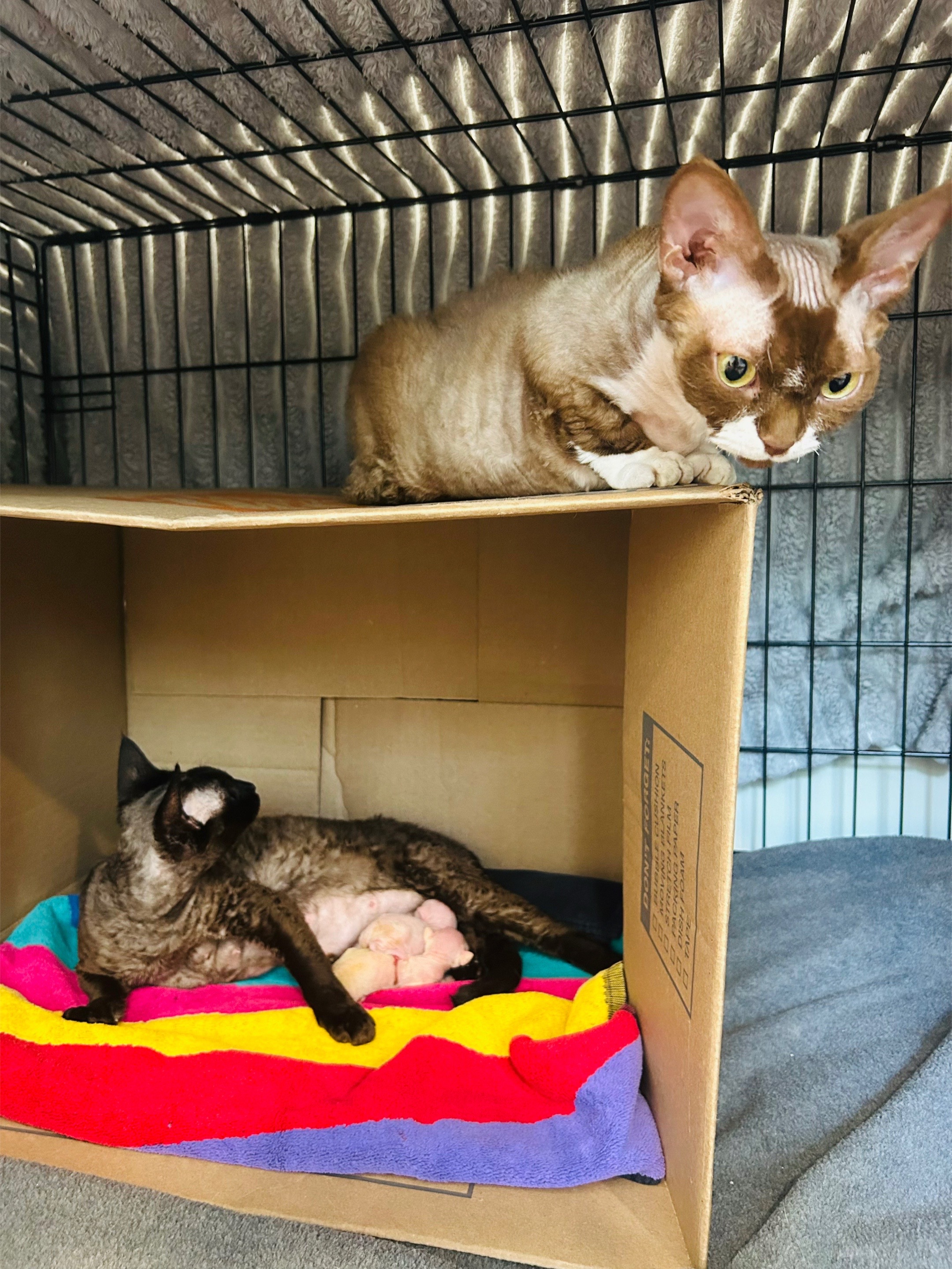 @Boba’s Buds Minskin Cats
