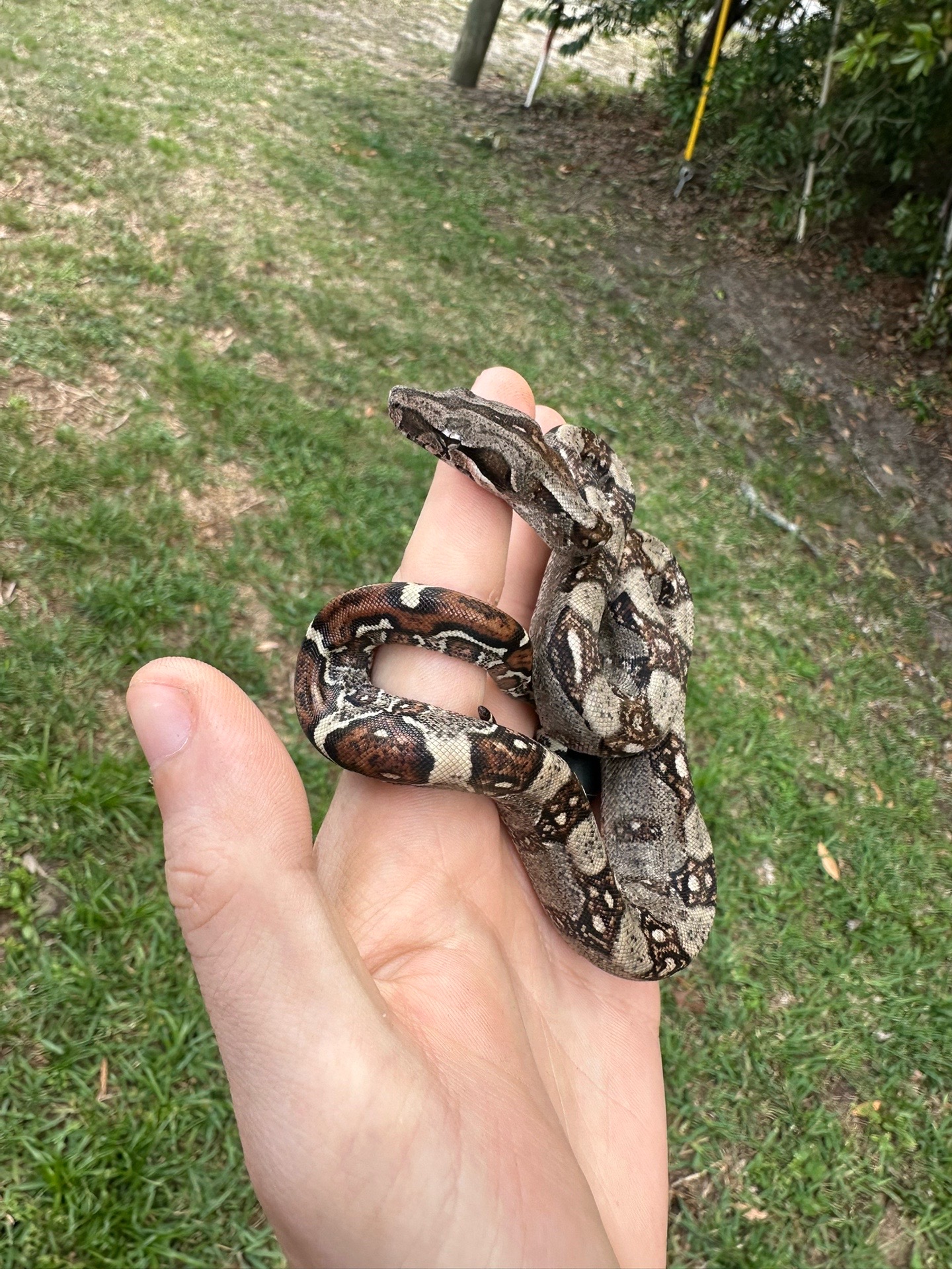 @A&L Reptiles