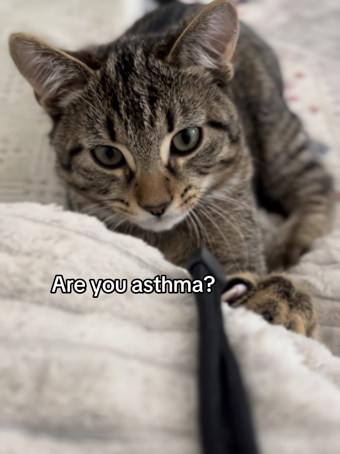 @Haadi 🐱