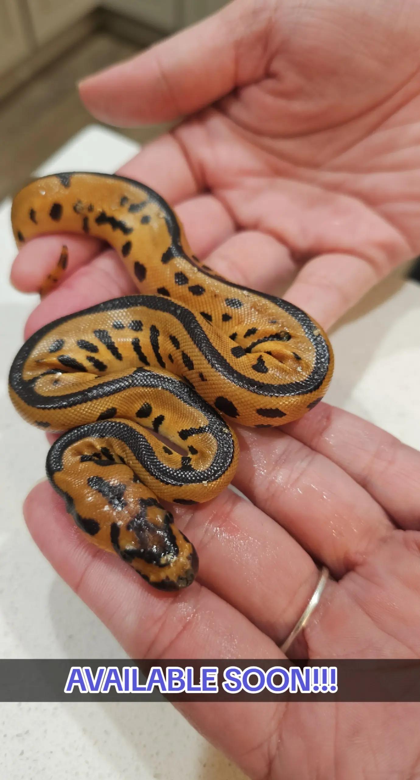 @PNW REPTILEZ