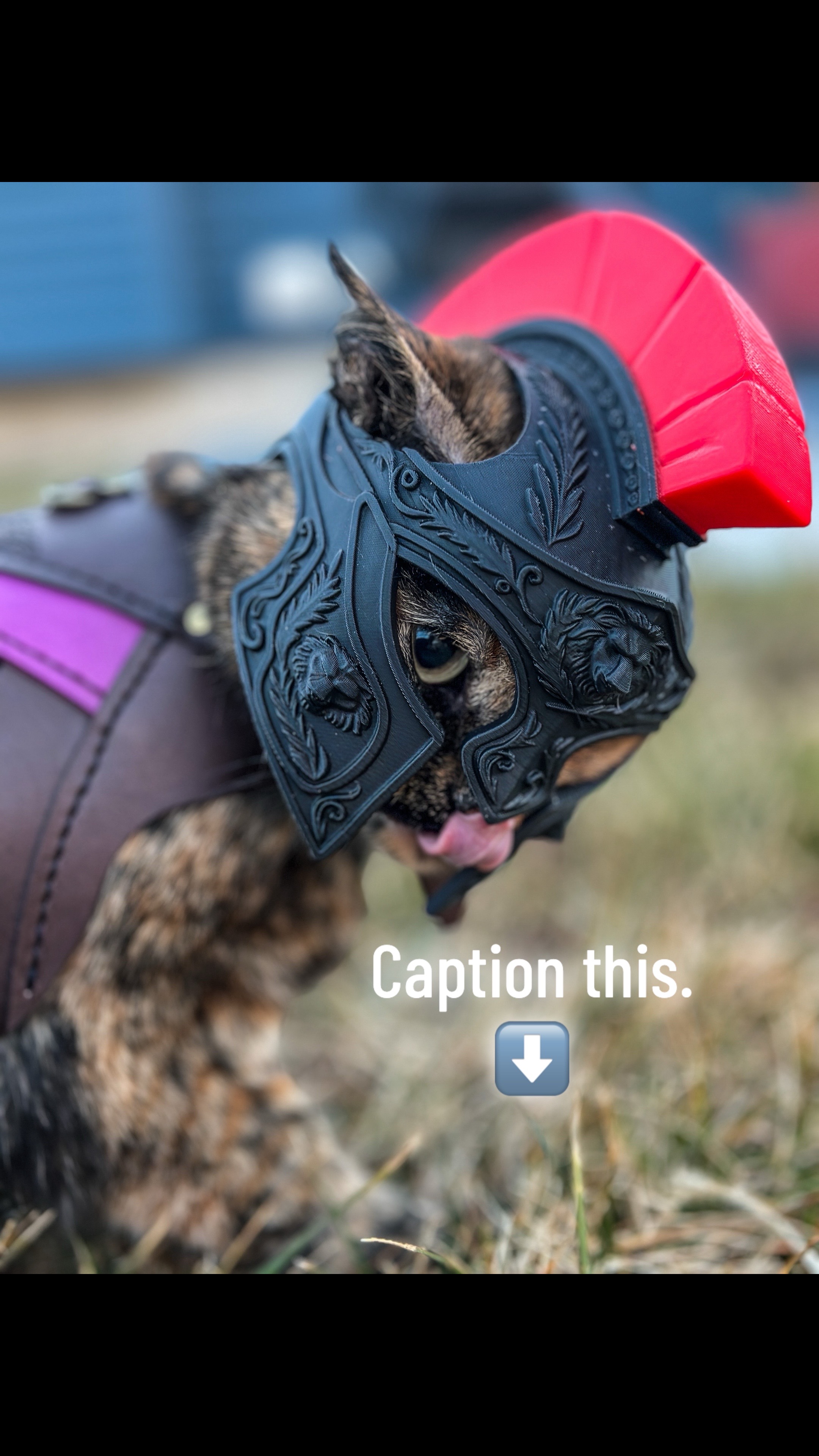 @Pet Armor | Arcane Armory