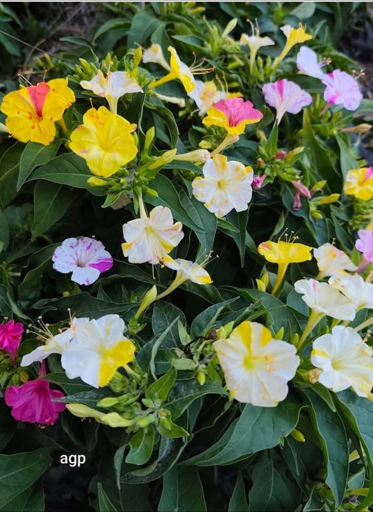 @Florecitas robadas🌼😁