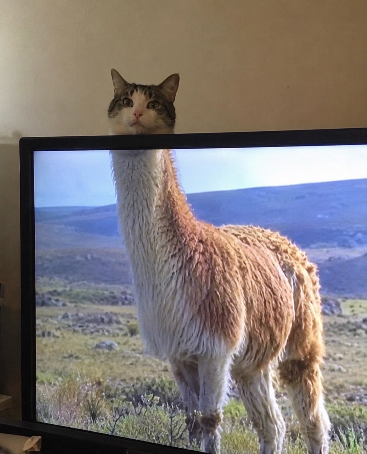 @cat memes