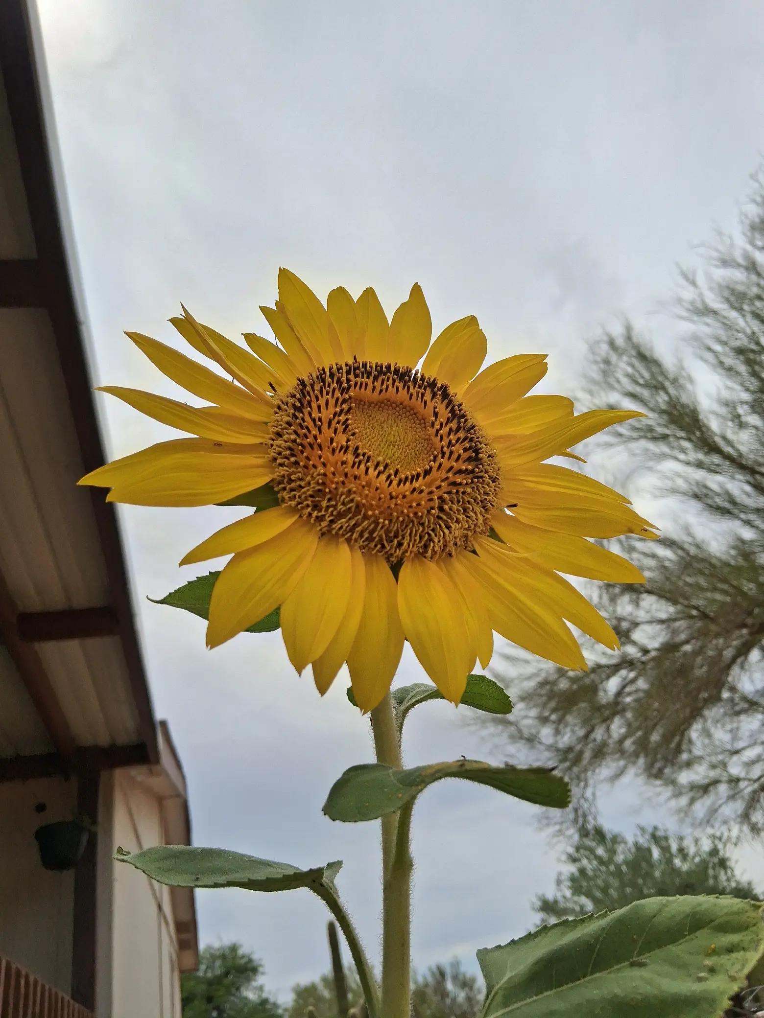 @DesertQueen🌵🐓