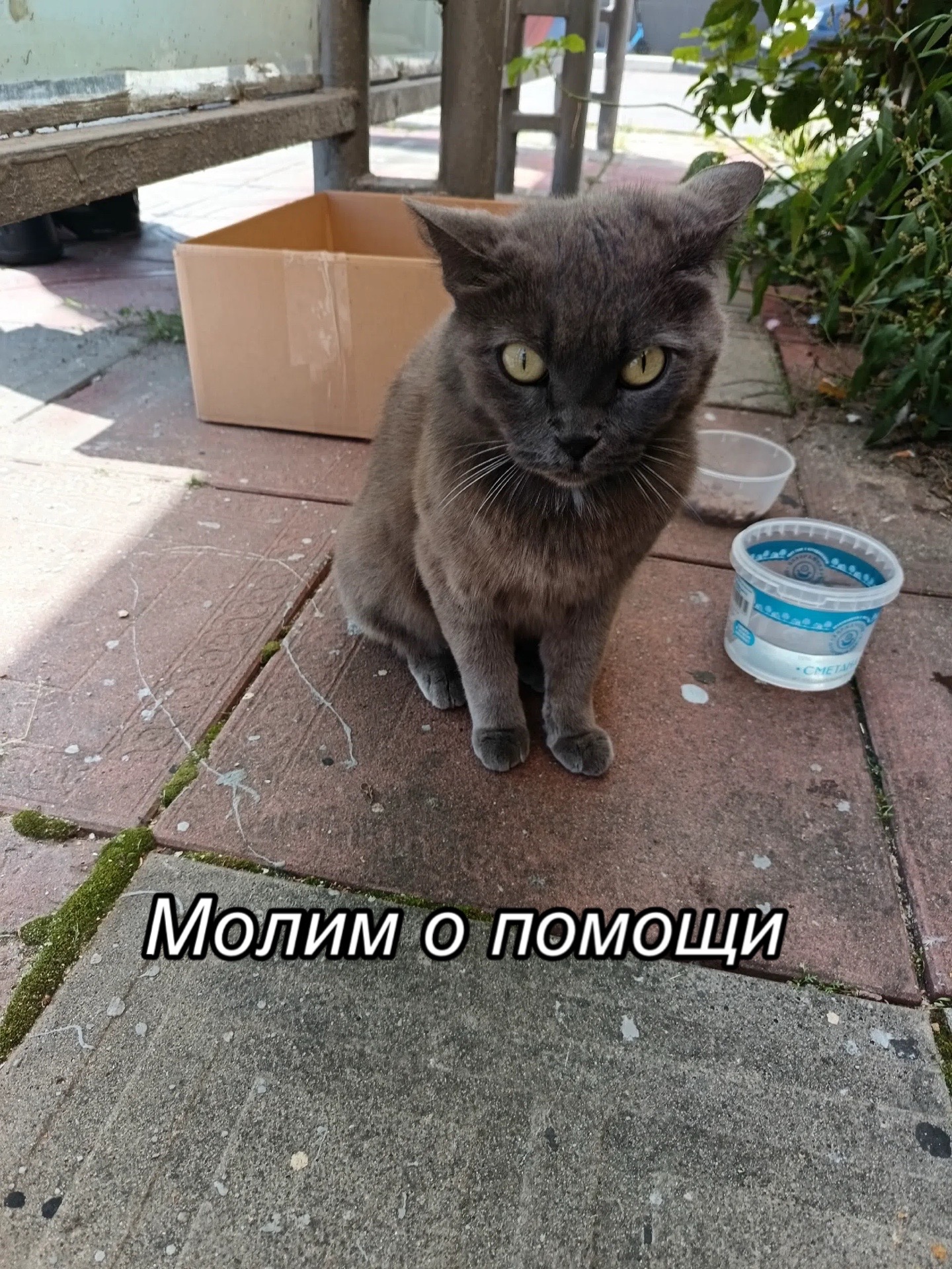 @Приют Потеряшка