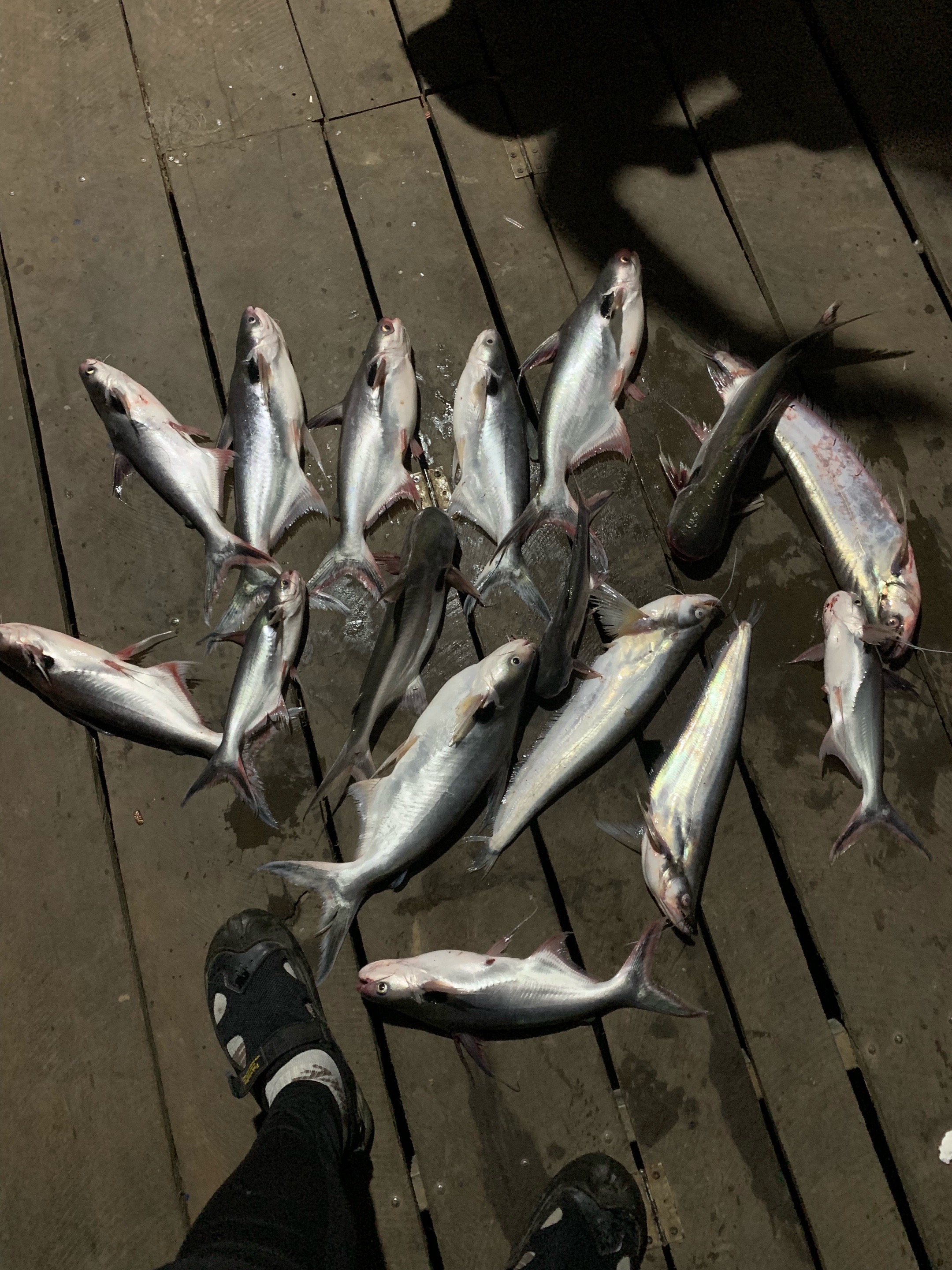@Dara Fishing(KH)