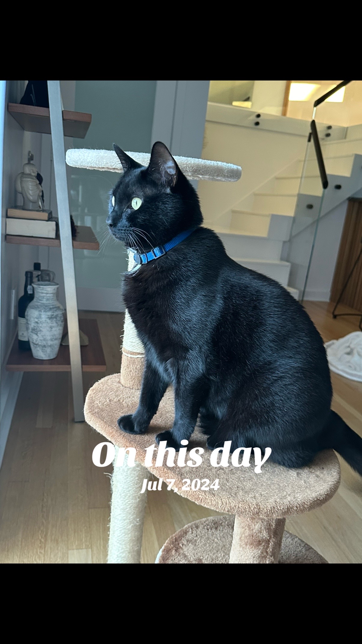 @Oscar Jeremy the cat!