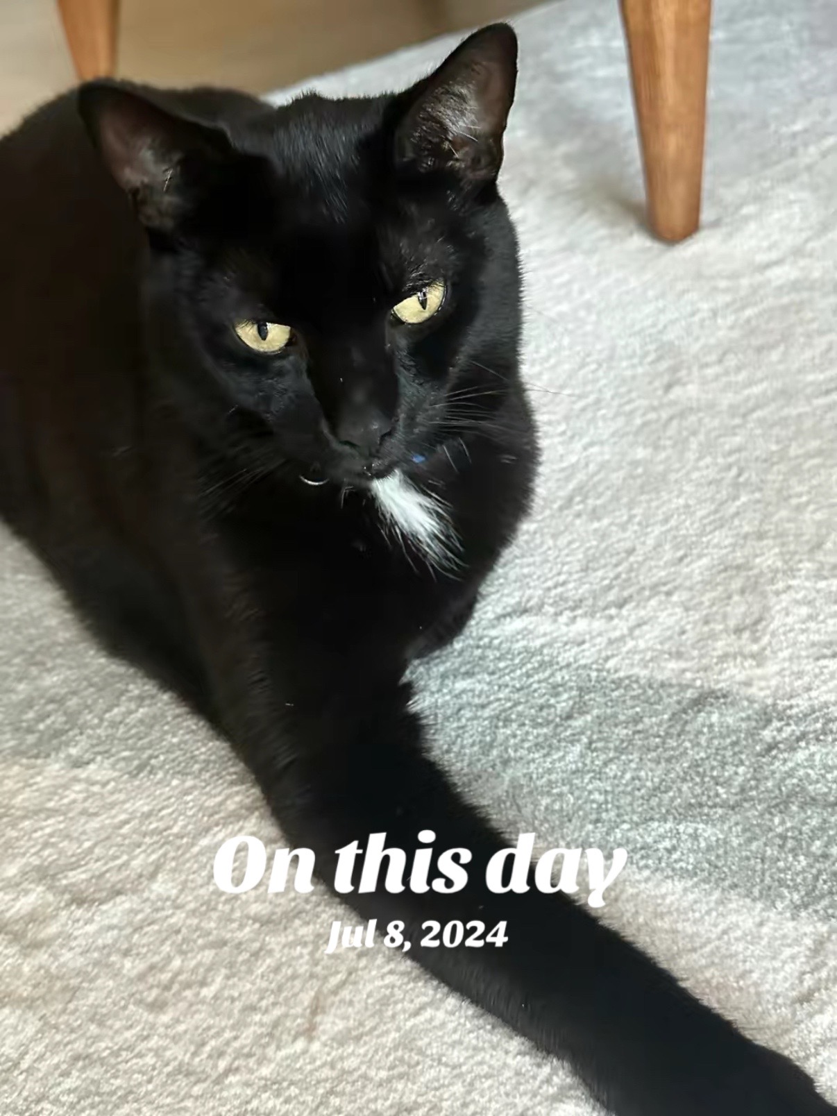 @Oscar Jeremy the cat!