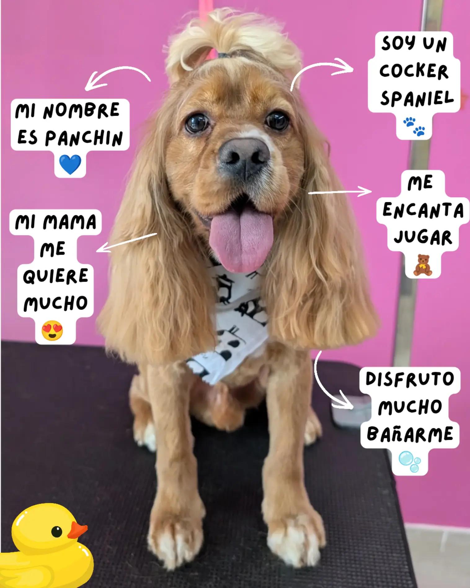 @bubulabapetgrooming