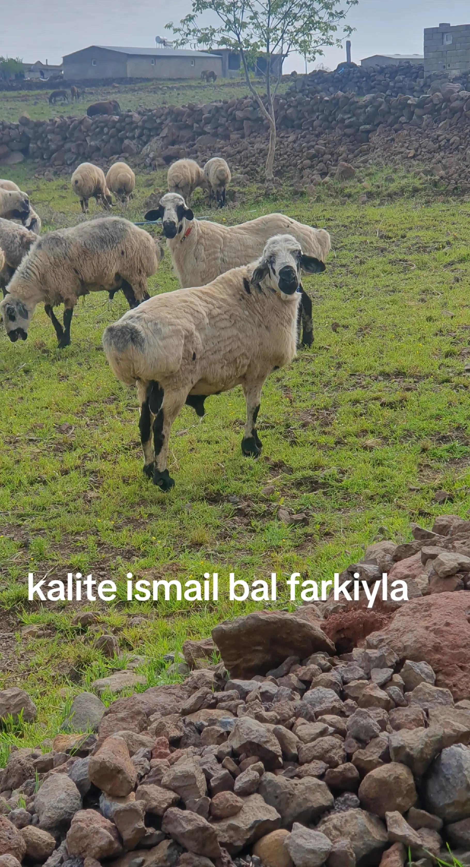 @Ismail Bal
