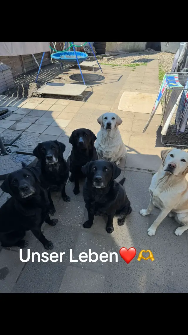 @Team Labrador