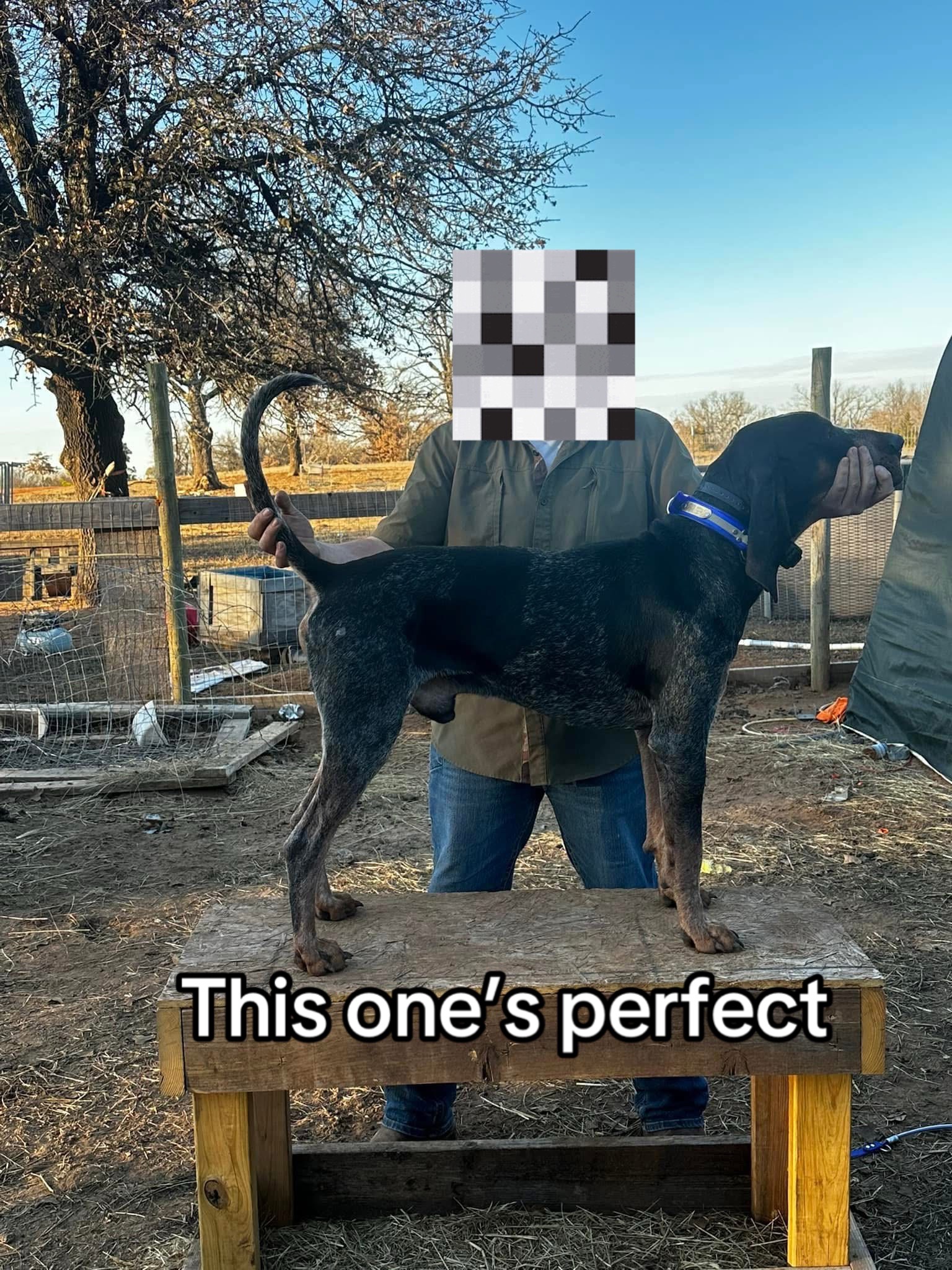 @punchy_coonhunter