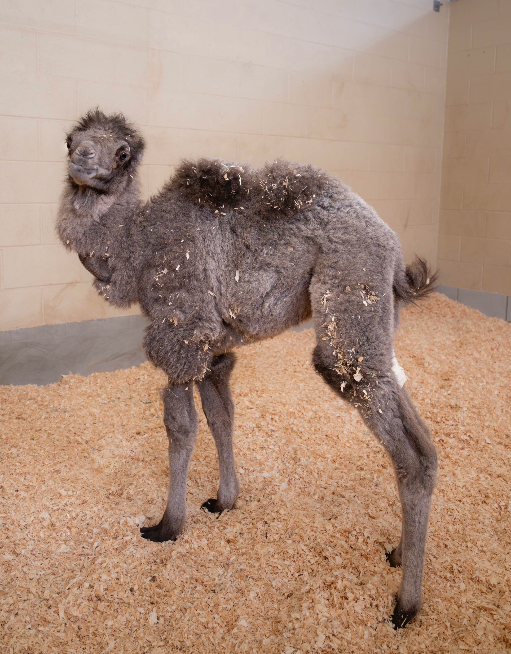 @The Toledo Zoo