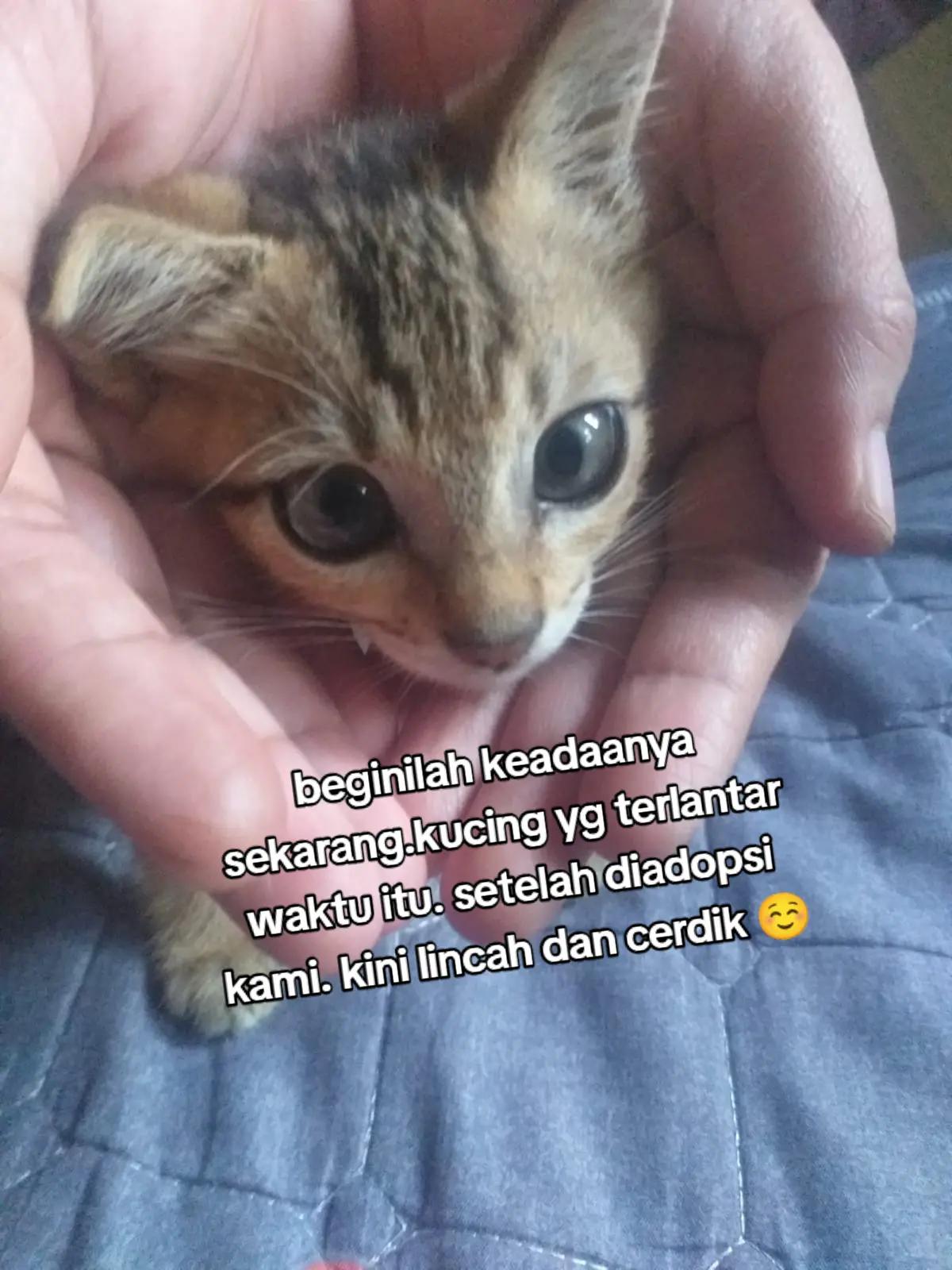 @Rizqi