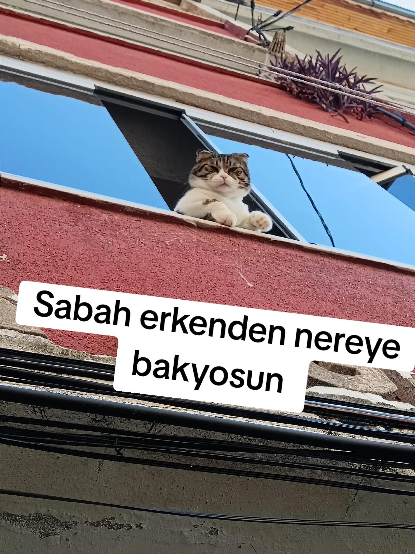 @ilkin_366