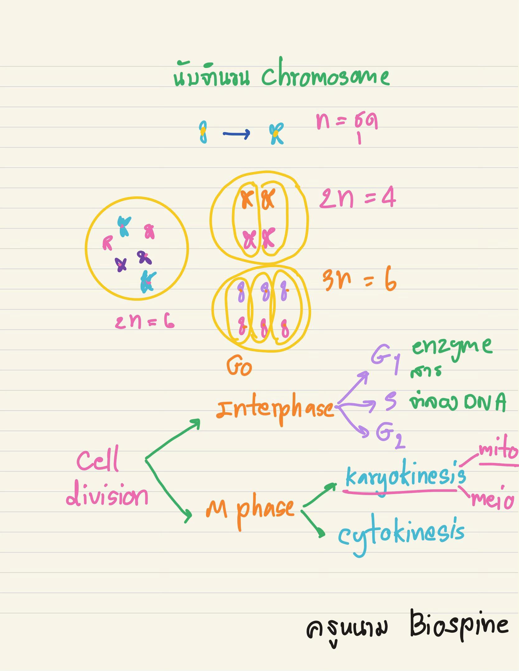 @Biospine by ครูหนาม