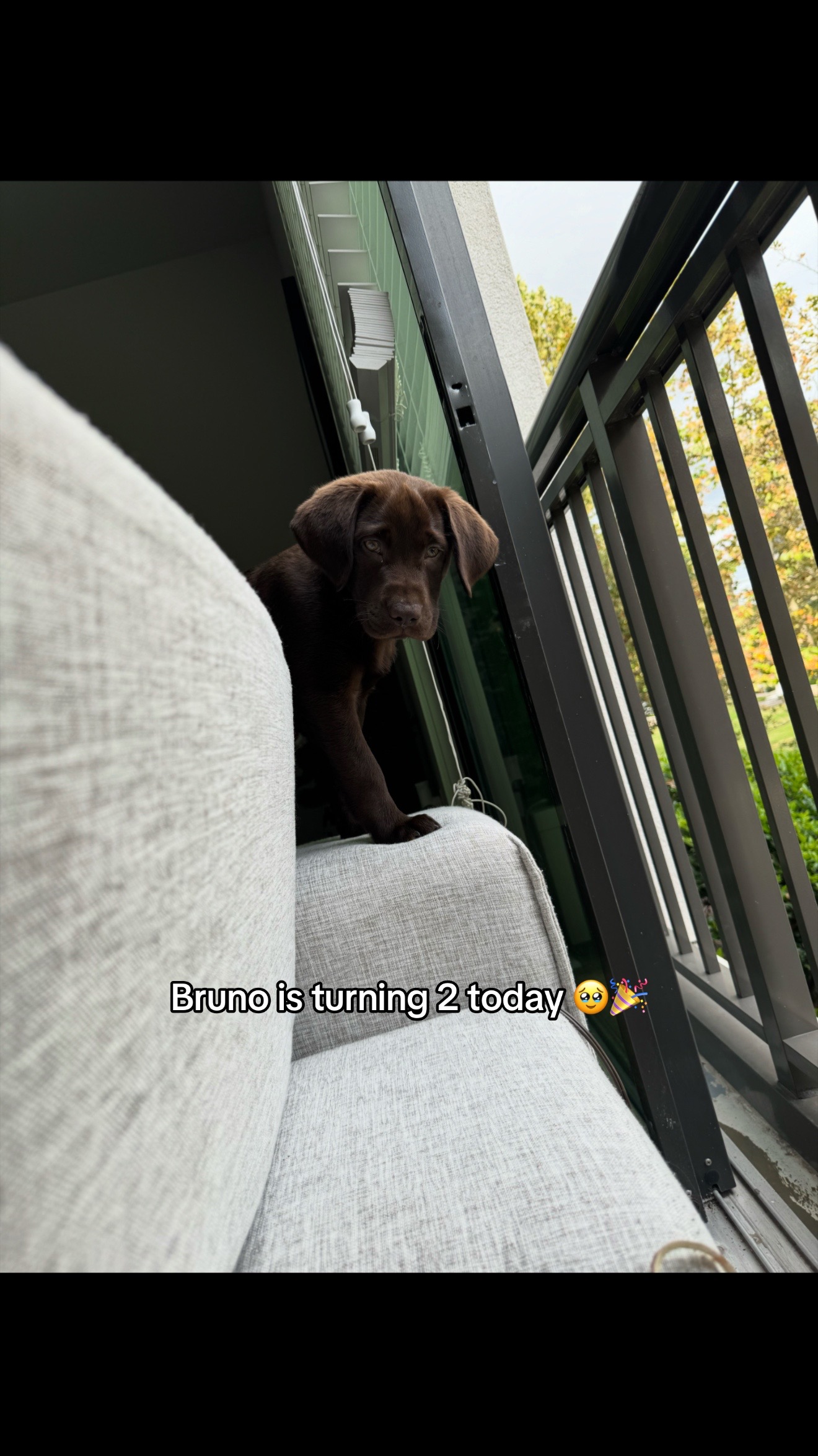 @Bruno Chocolate Lab