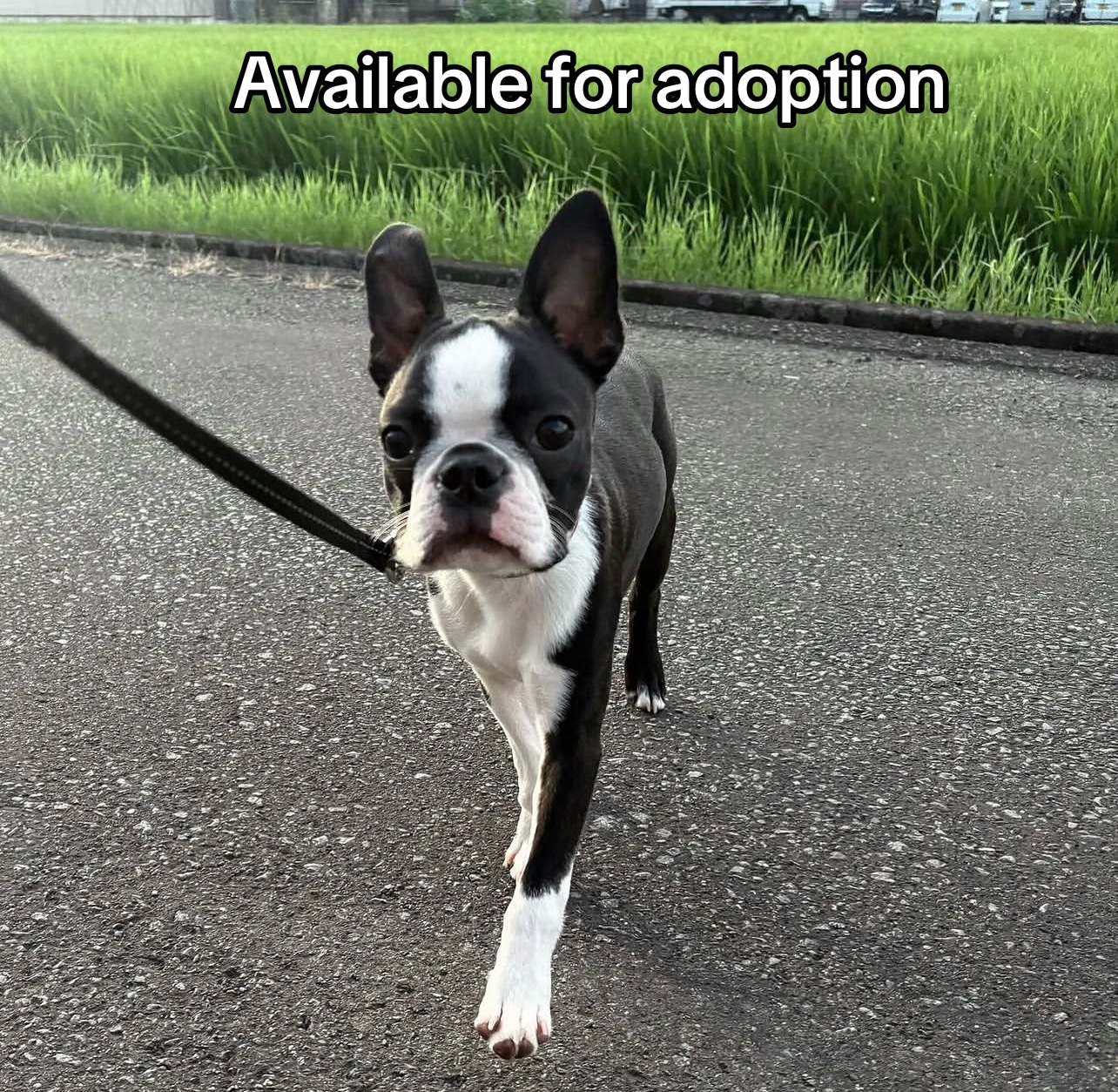 @Boston terriers puppies