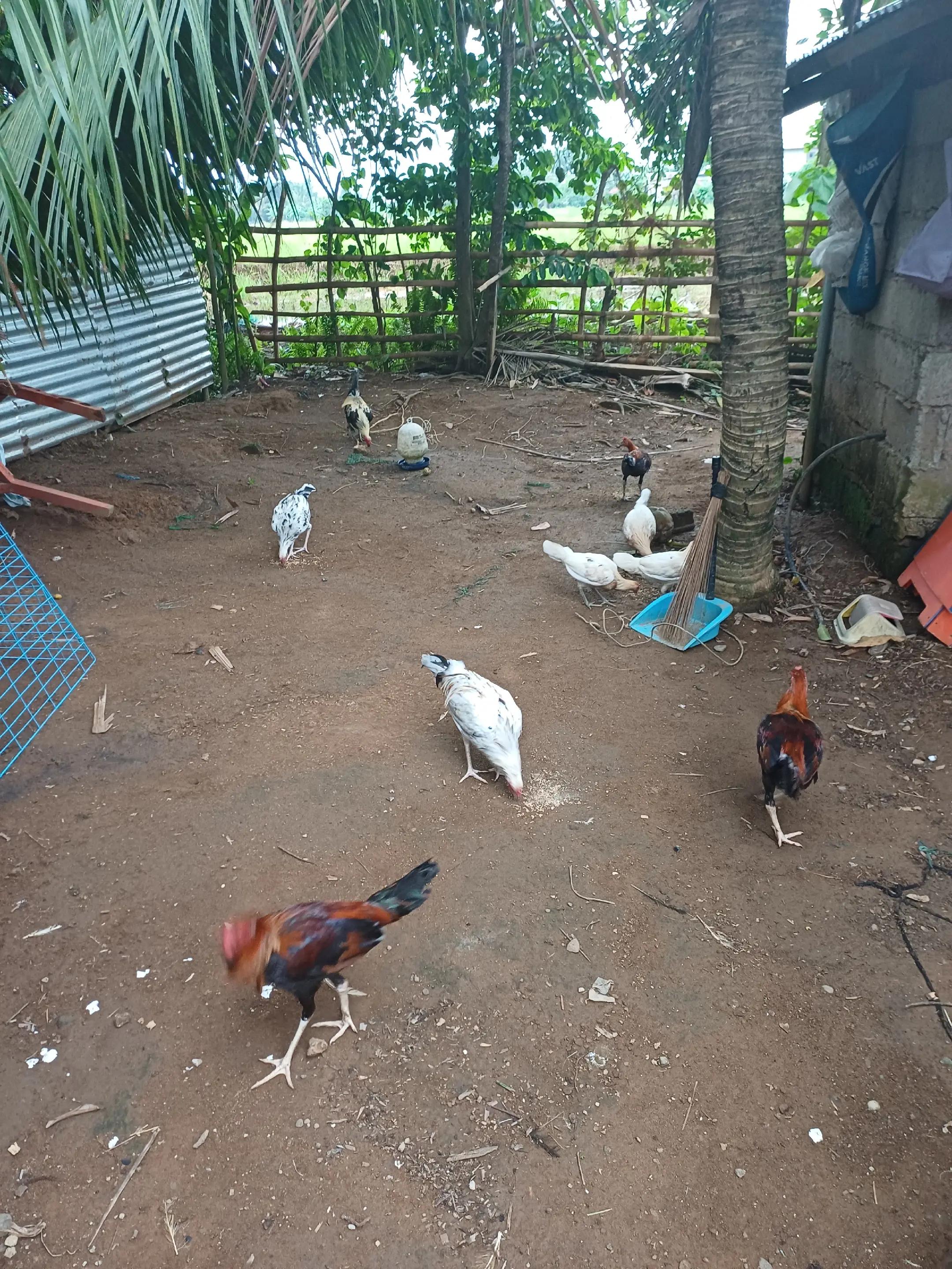 @6ix 2wo 1ne GameBirds