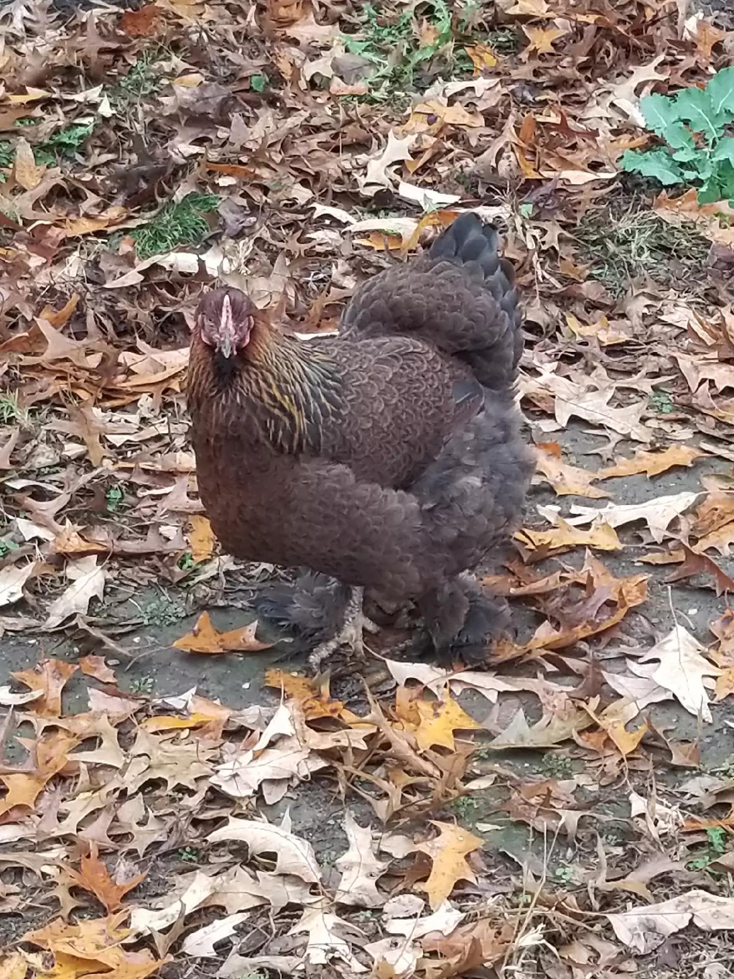 @CityChickenFarm