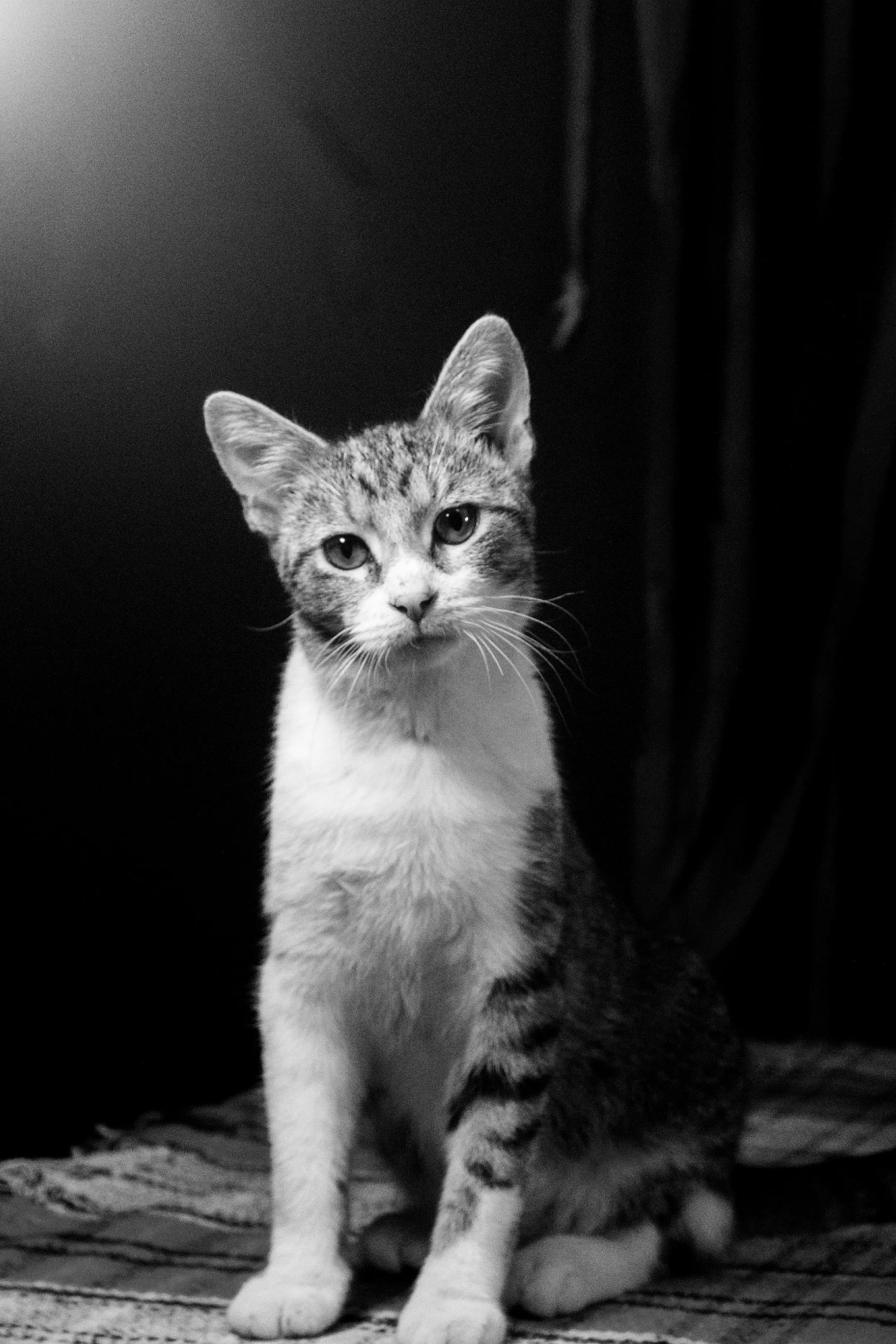 @Cool Cats of Panchot