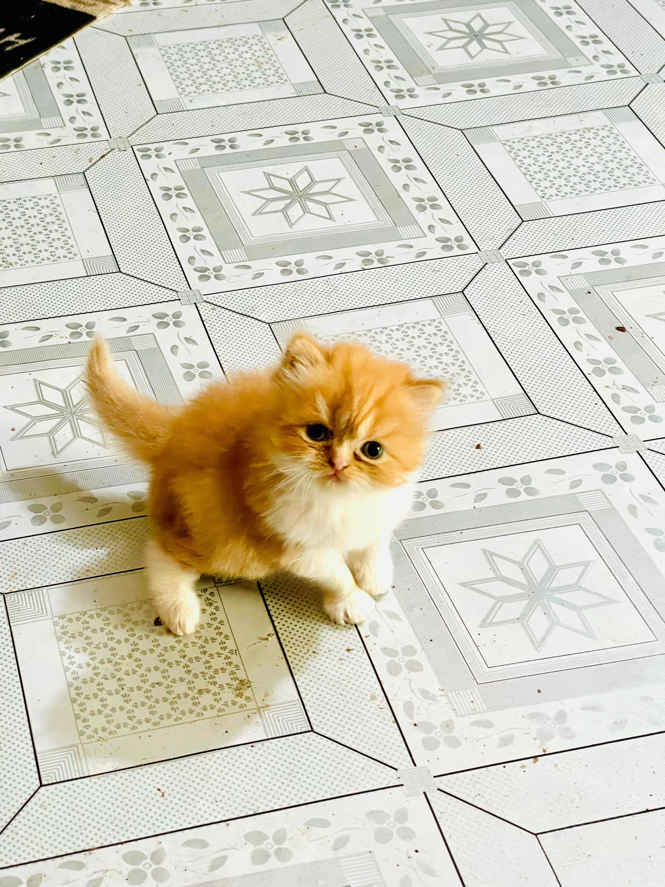 @Persian Cat Society❤️&zwj;🩹