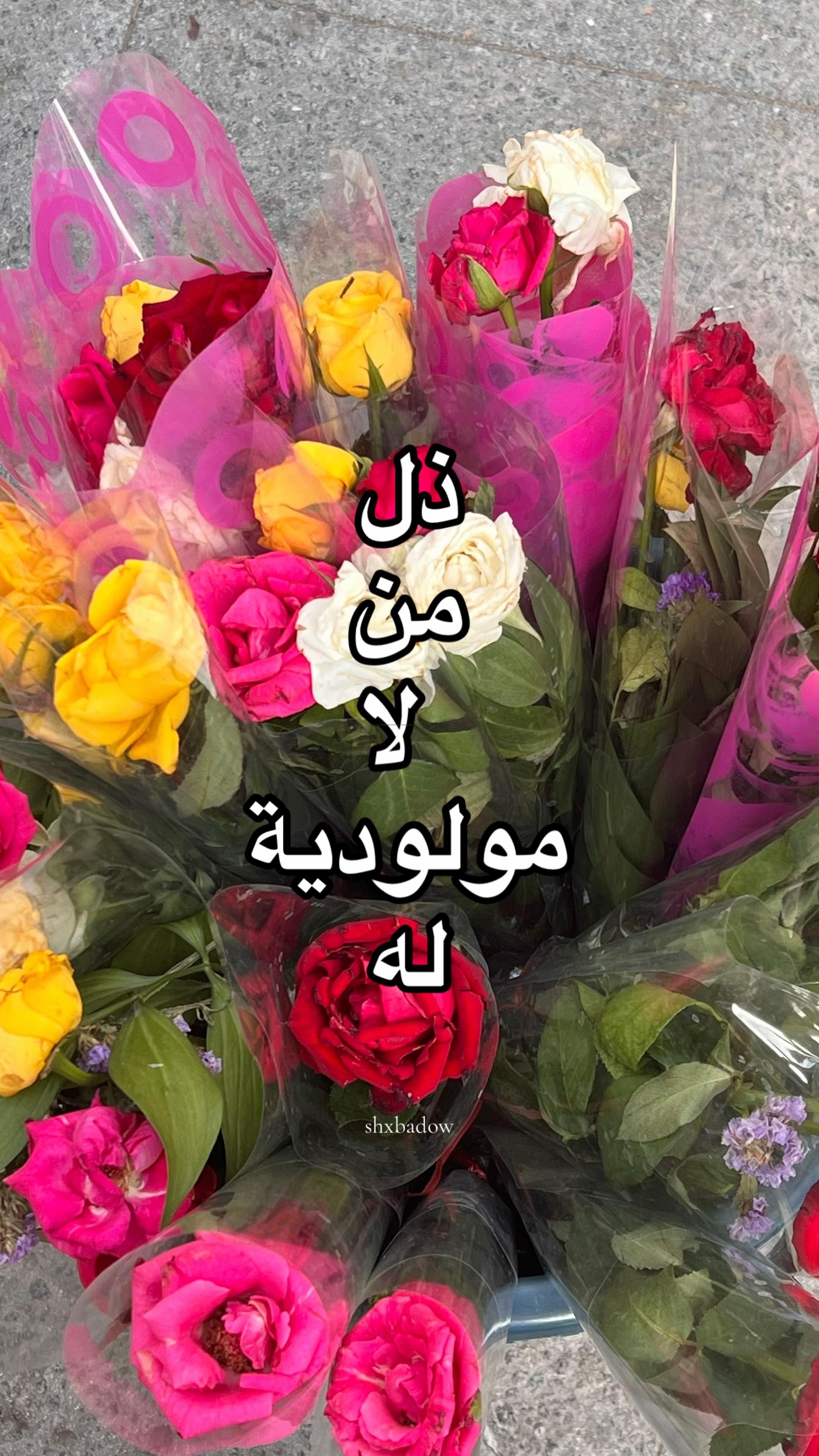 @fairouz 🇩🇿