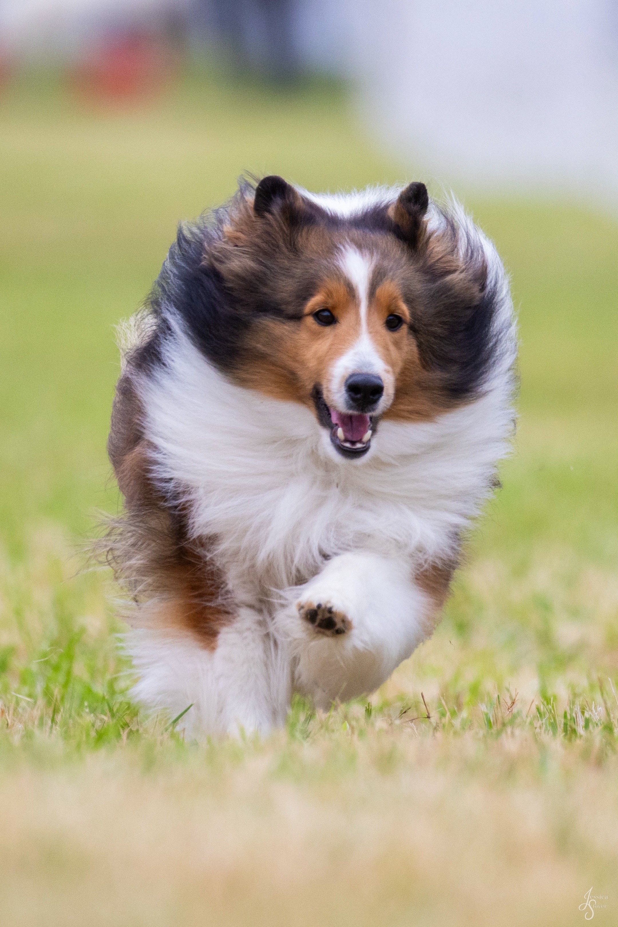 @Heather Discovery Canine Adv.