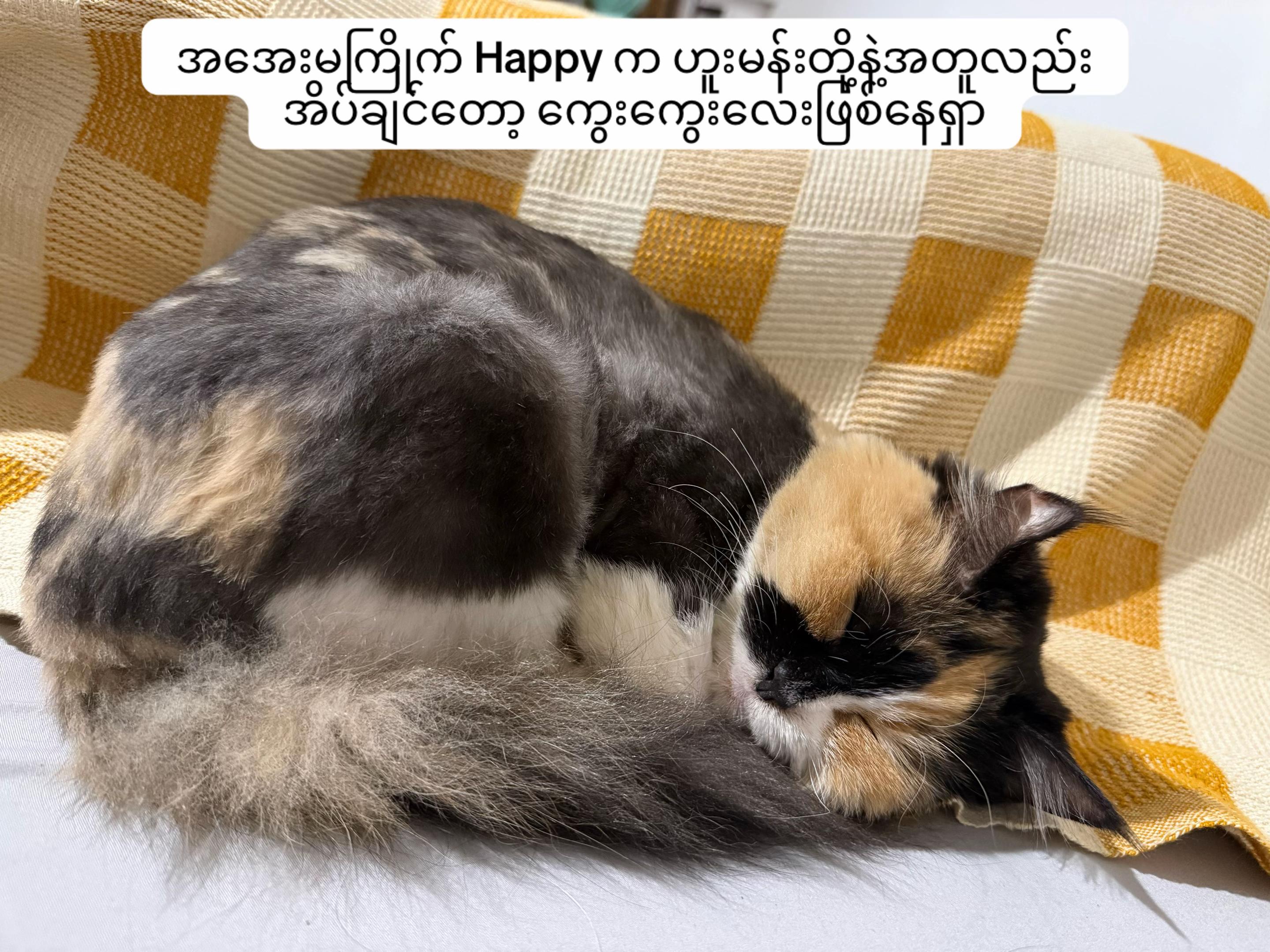 @သားတော်မောင် ကွတ်ကီး (Cookie)