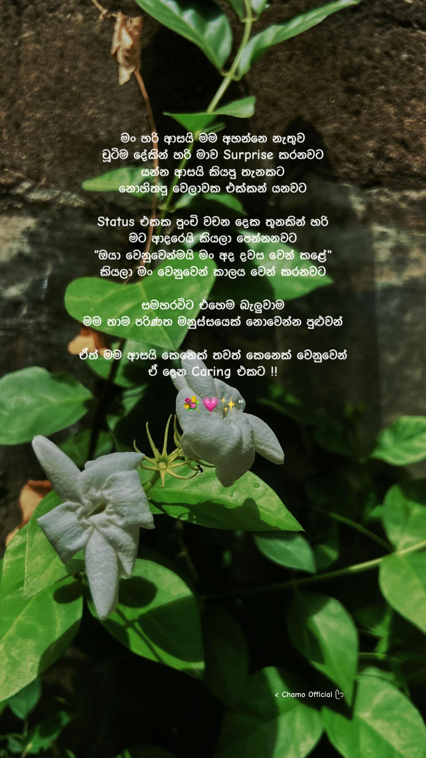@< 𝐂𝐡𝐚𝐦𝐨 ᥫ᭡