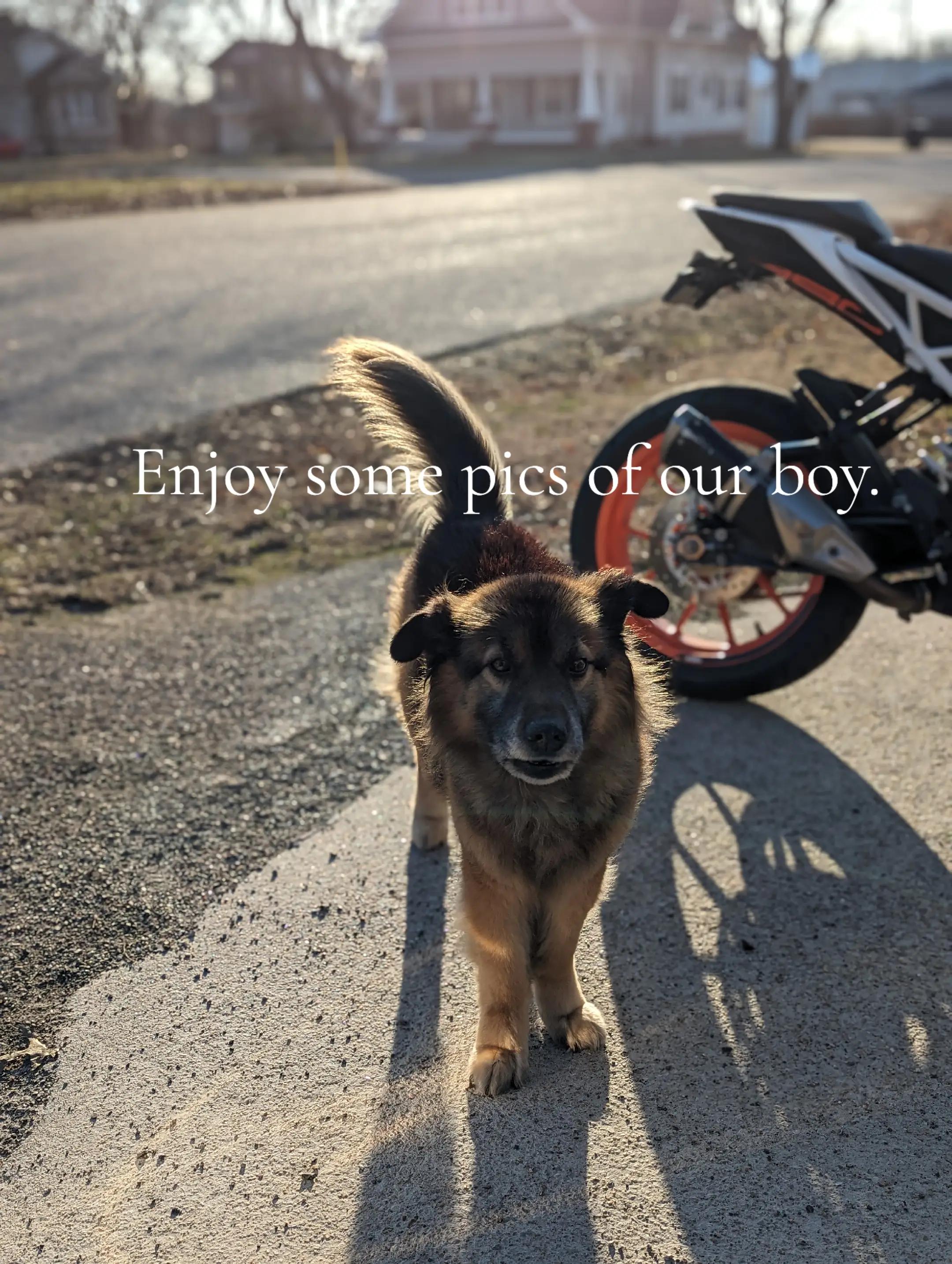 @Maxwell the Fluffy Buddy