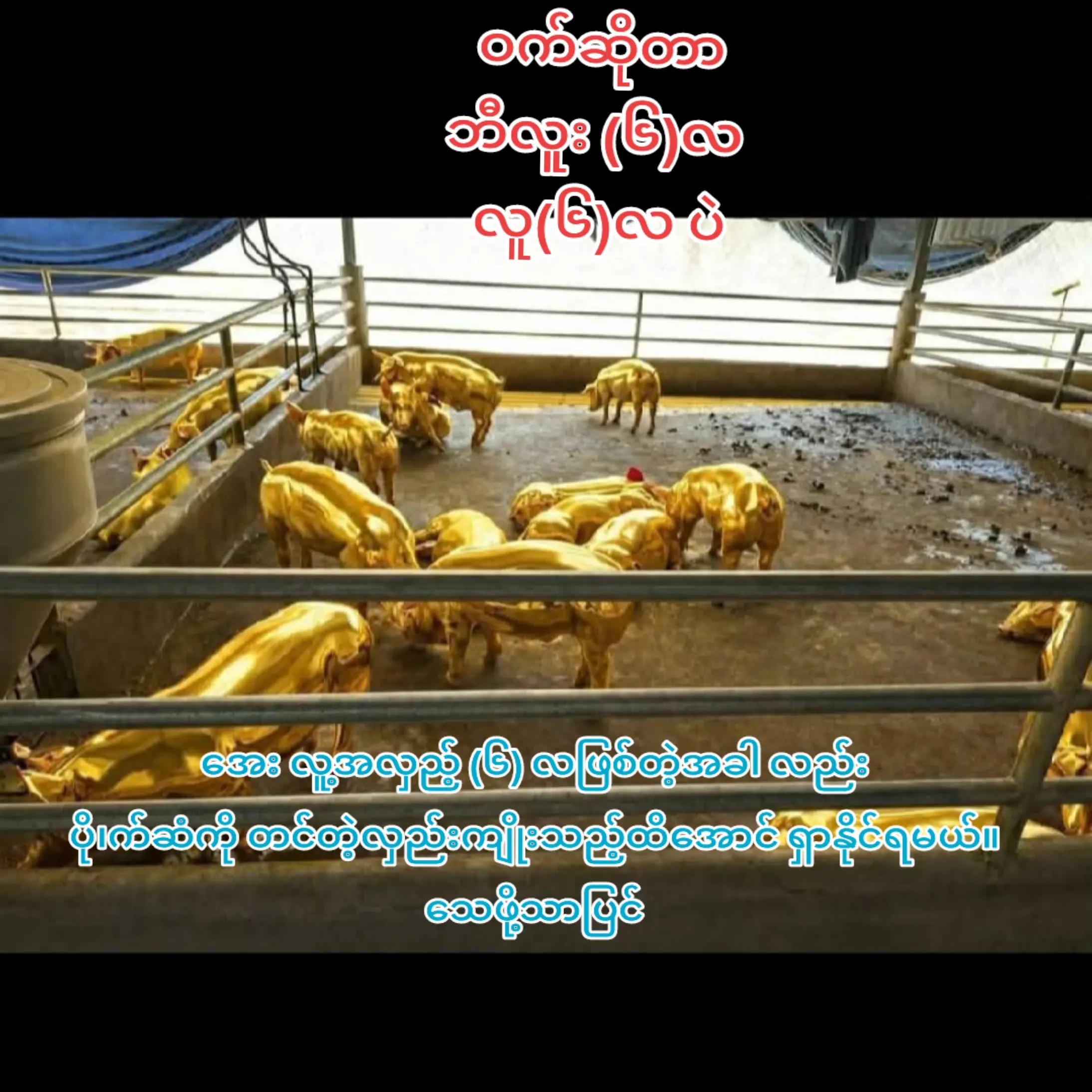 @"ရွှေဖြူးသား"၀က်မွေးမြူရေးခြံ