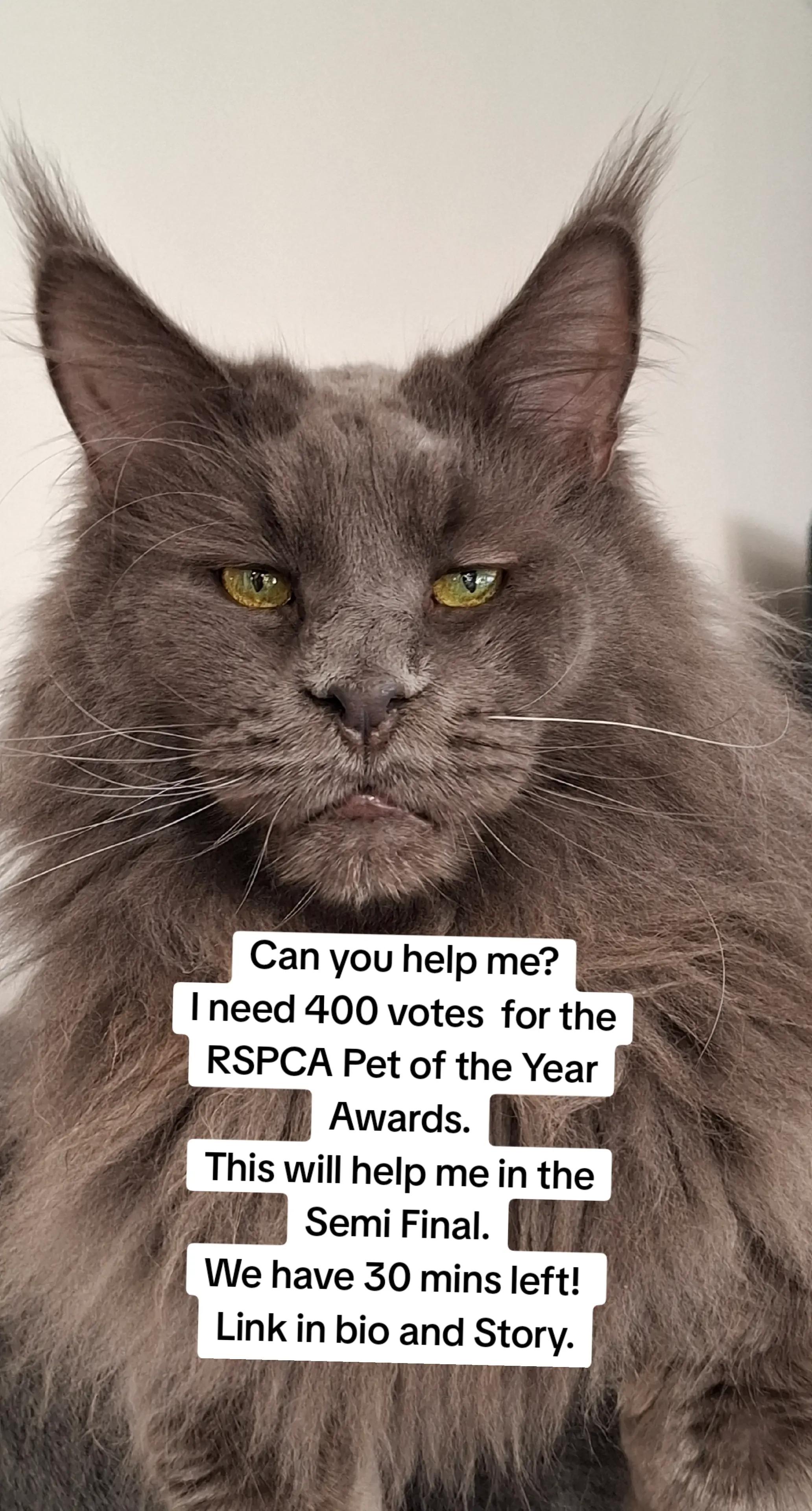 @Ragnar the Maine Coon 🐈