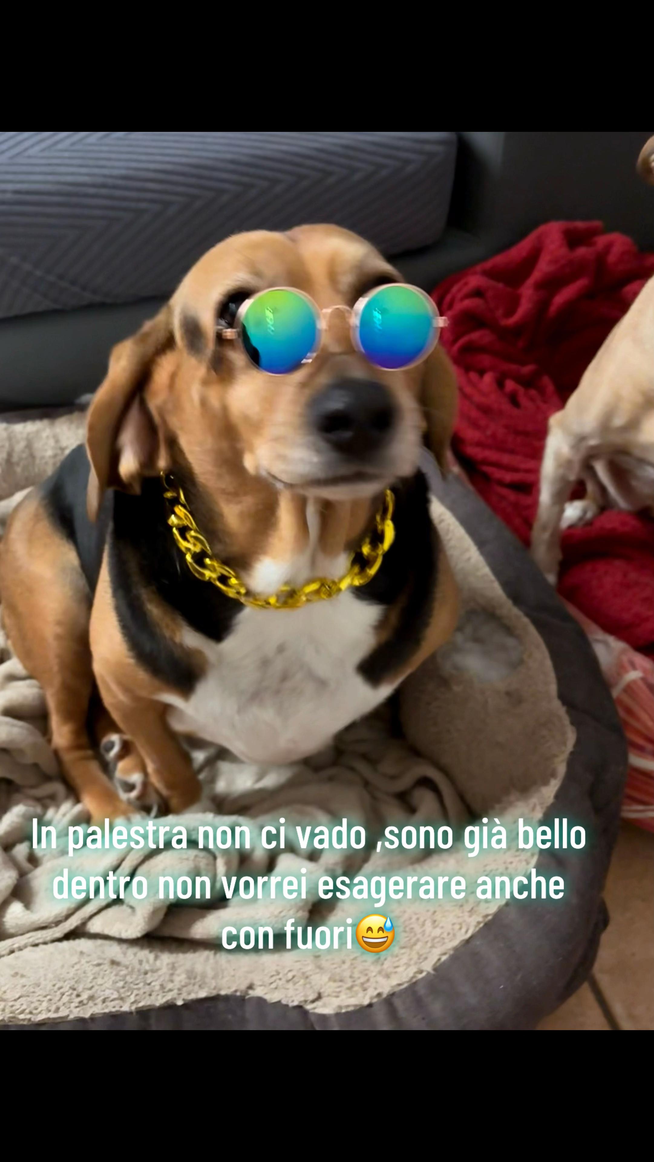 @Cippy & Romeo-a🤣