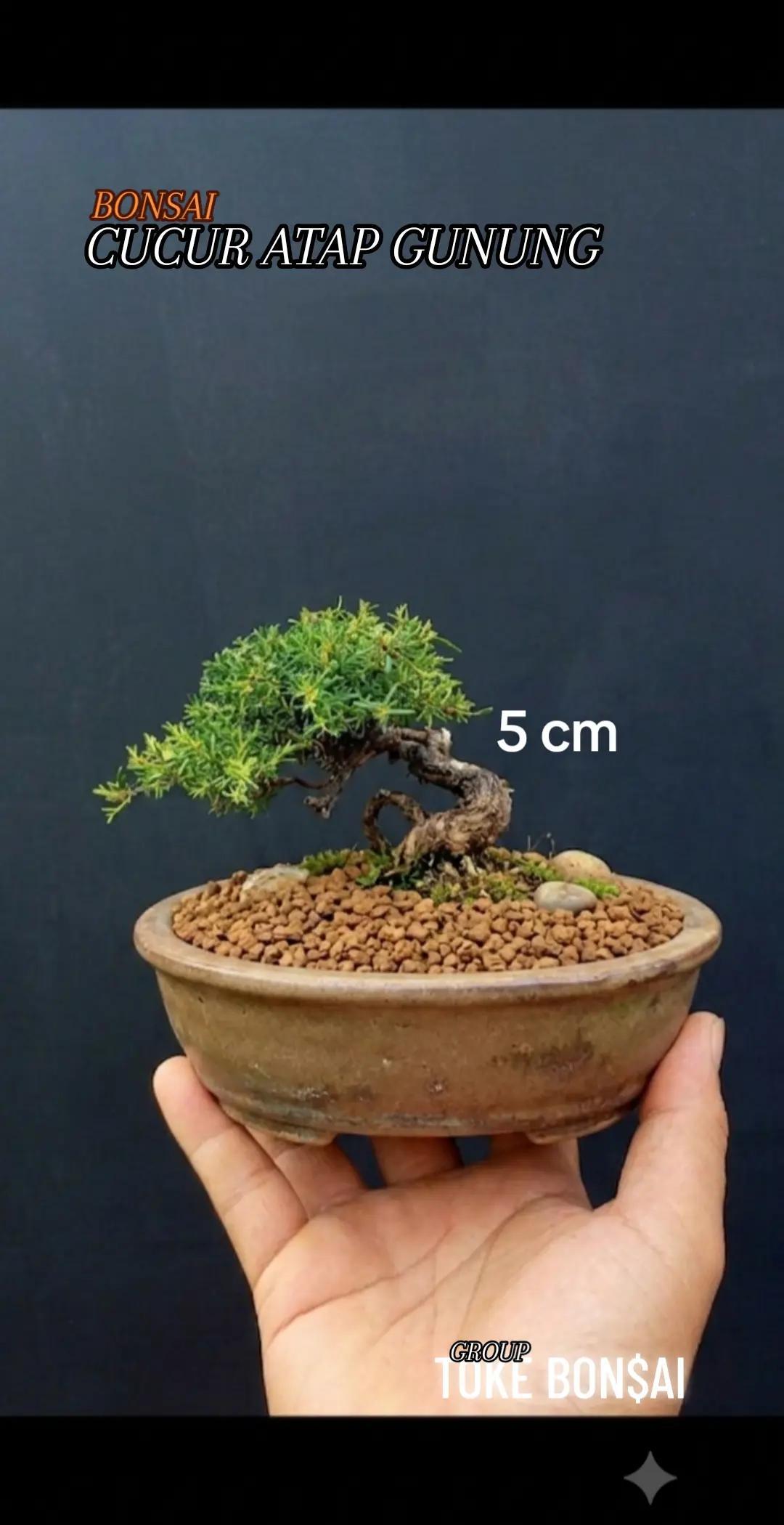 @Toke bonsai galeri