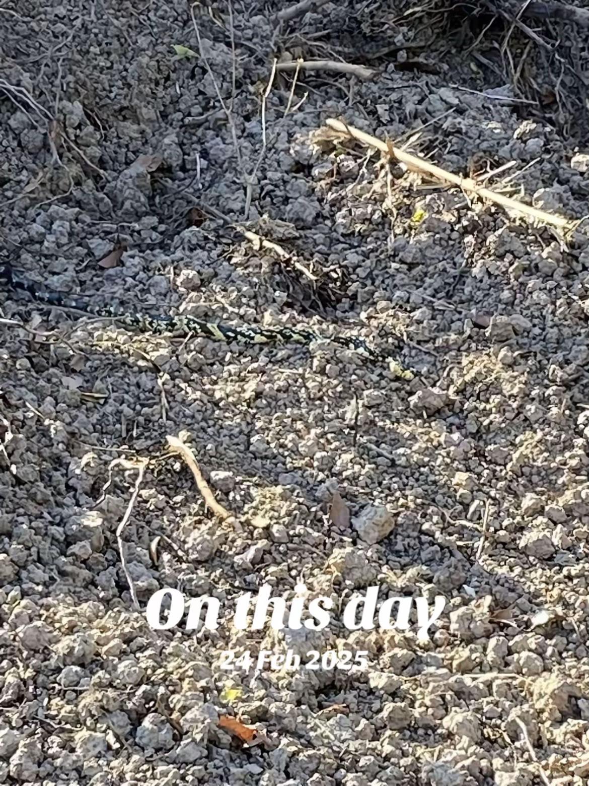 @🐊🐊