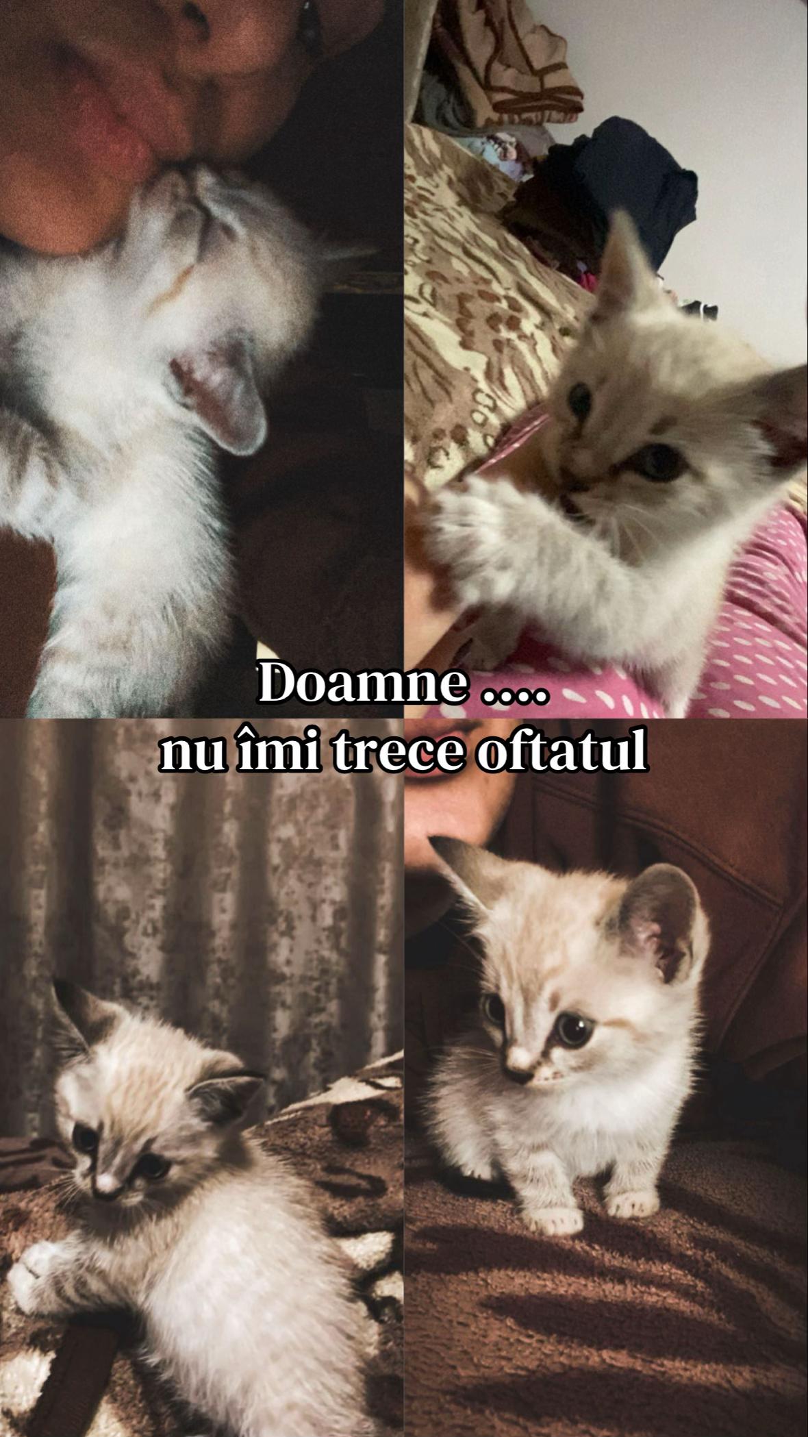 @gabrıela elena