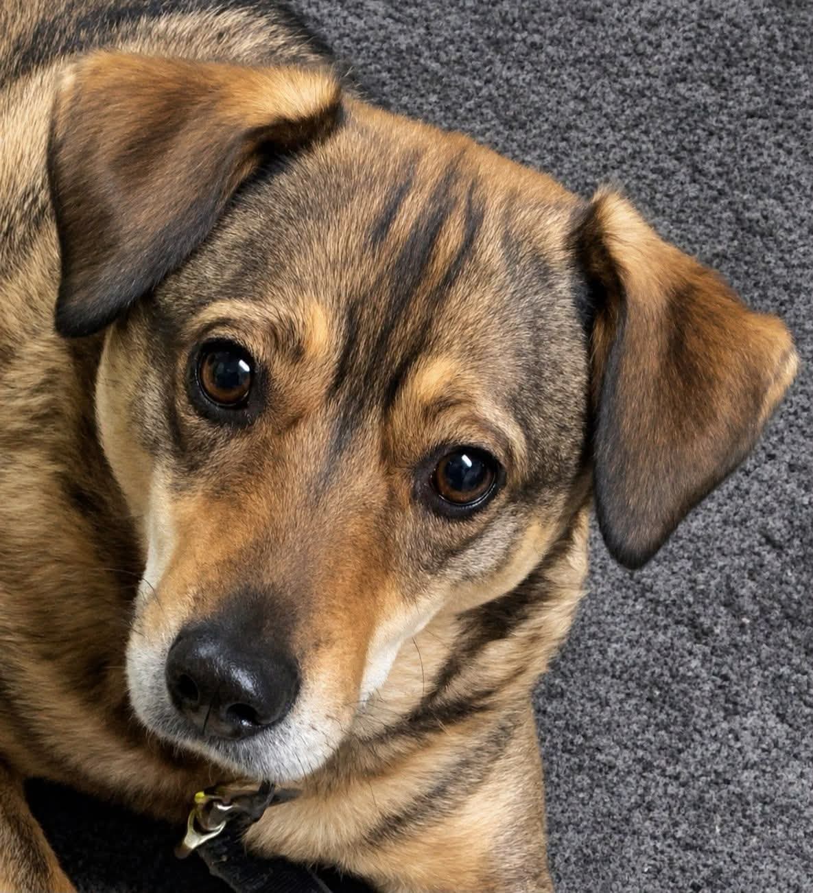 @Happy Paws Germany