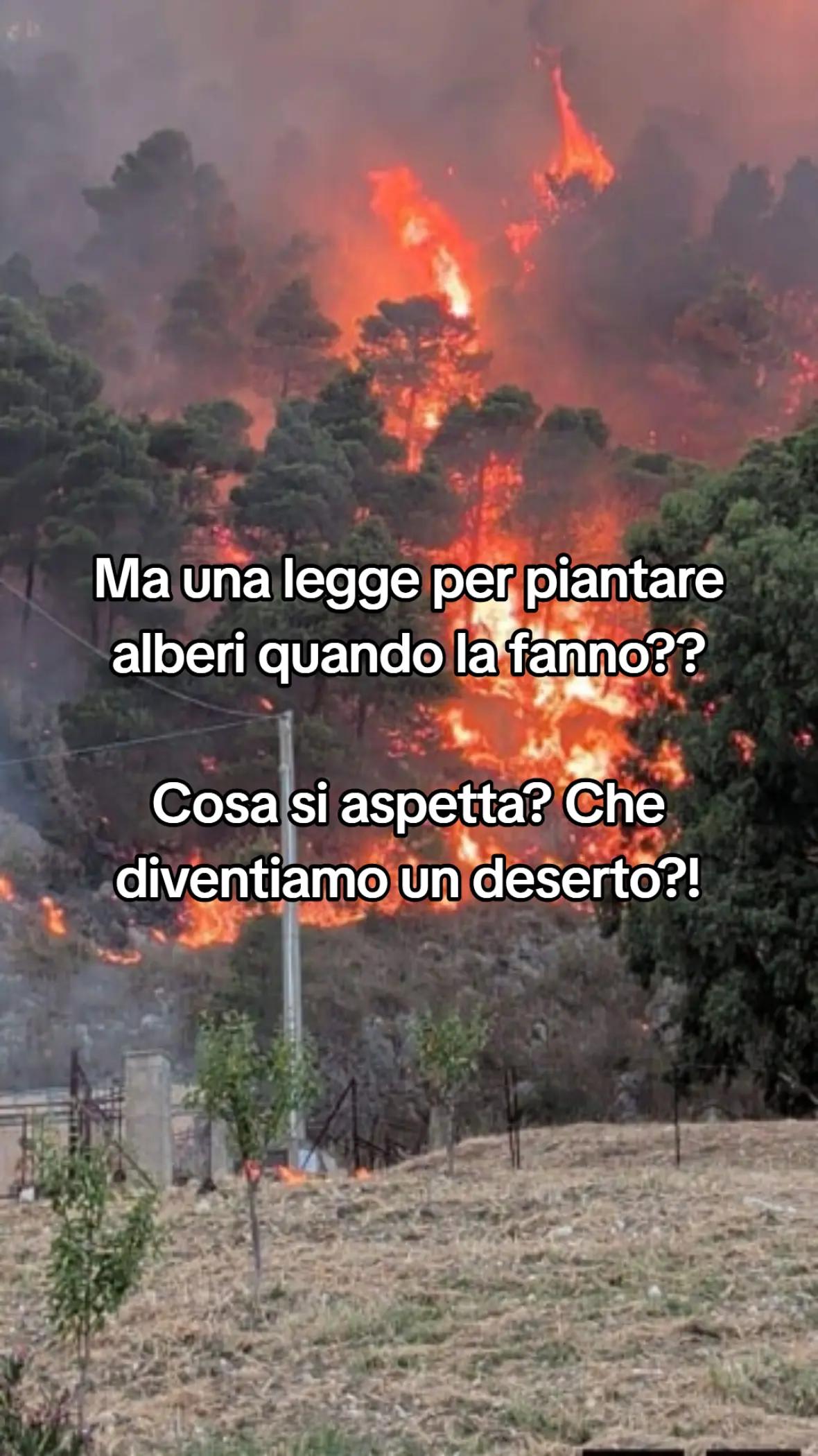 @lookingsicily