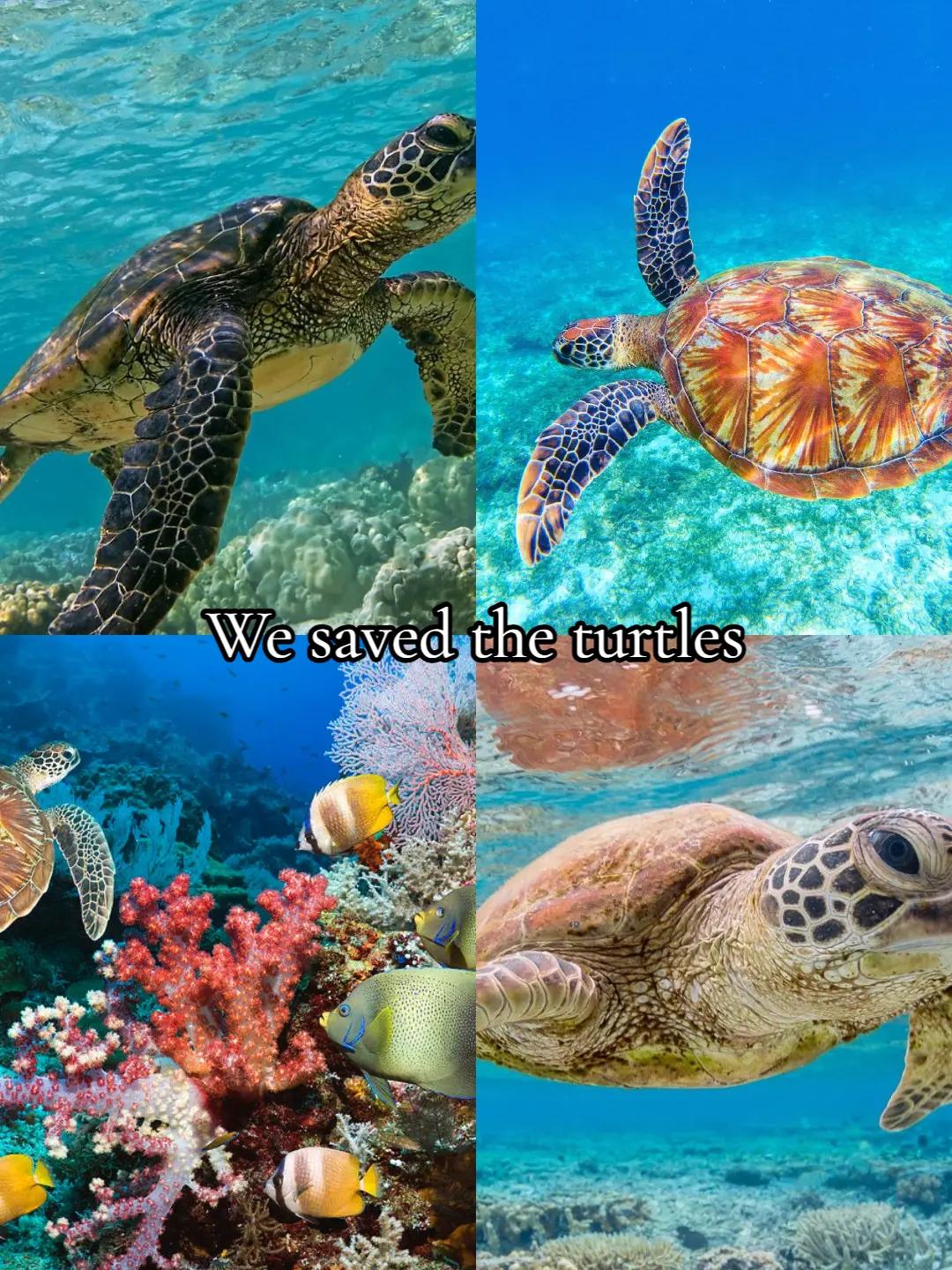 @Torcik