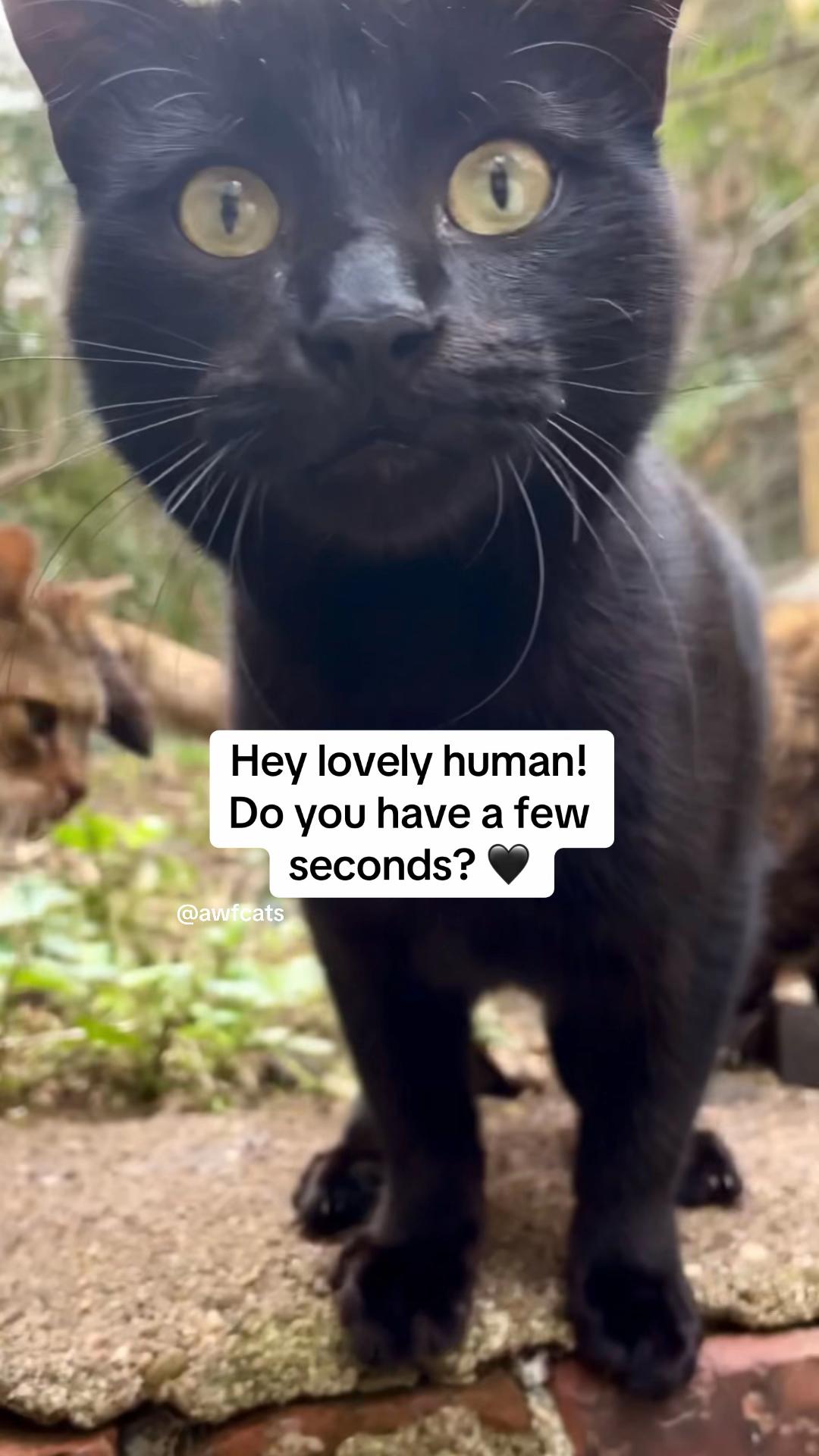 @AWF Cats