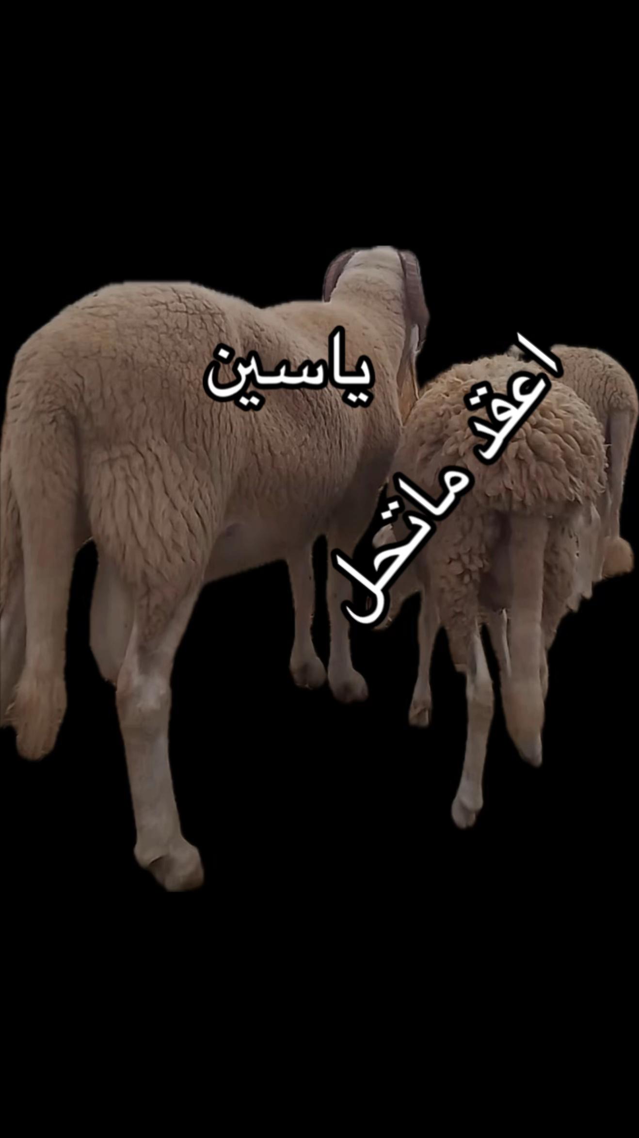 @ياسين بن زيتون