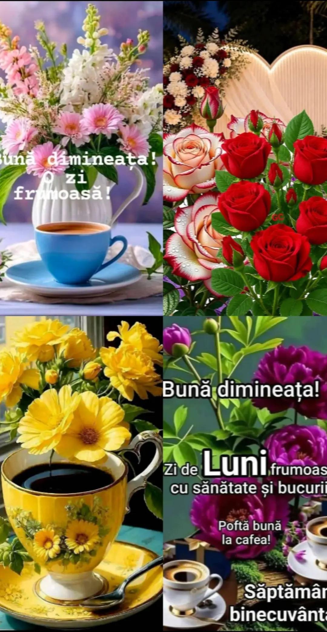 @Tania Raulet